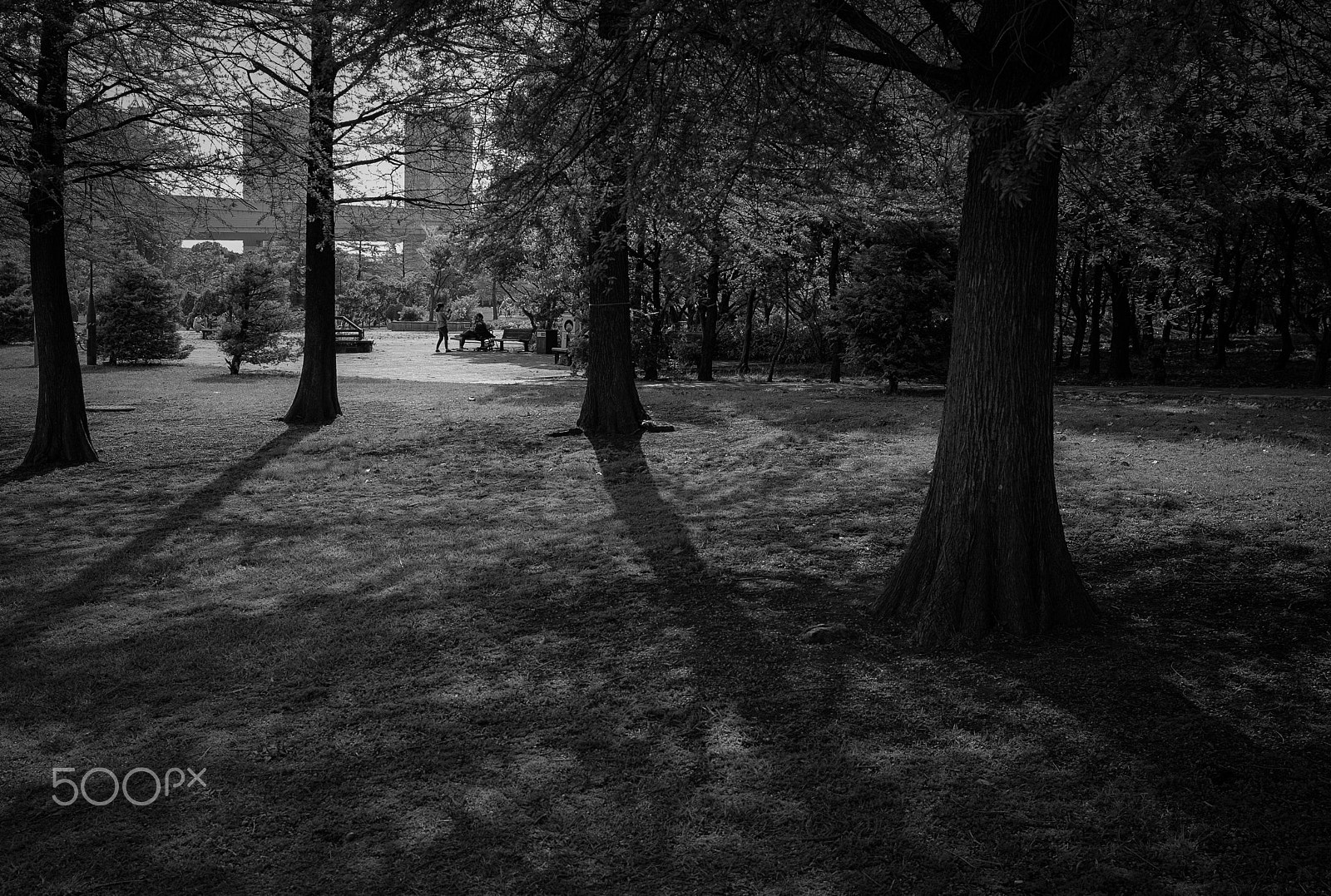 Leica Elmar-M 24mm F3.8 ASPH sample photo. Late afternoon in the park photography