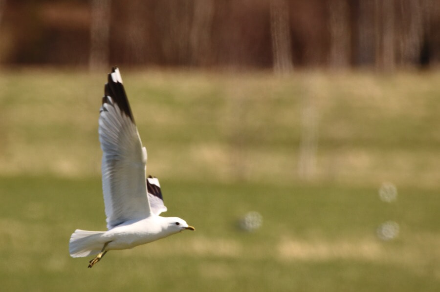 Canon 150-600mm F5-6.3 DG OS HSM | Contemporary 015 sample photo. Flying seagull. photography