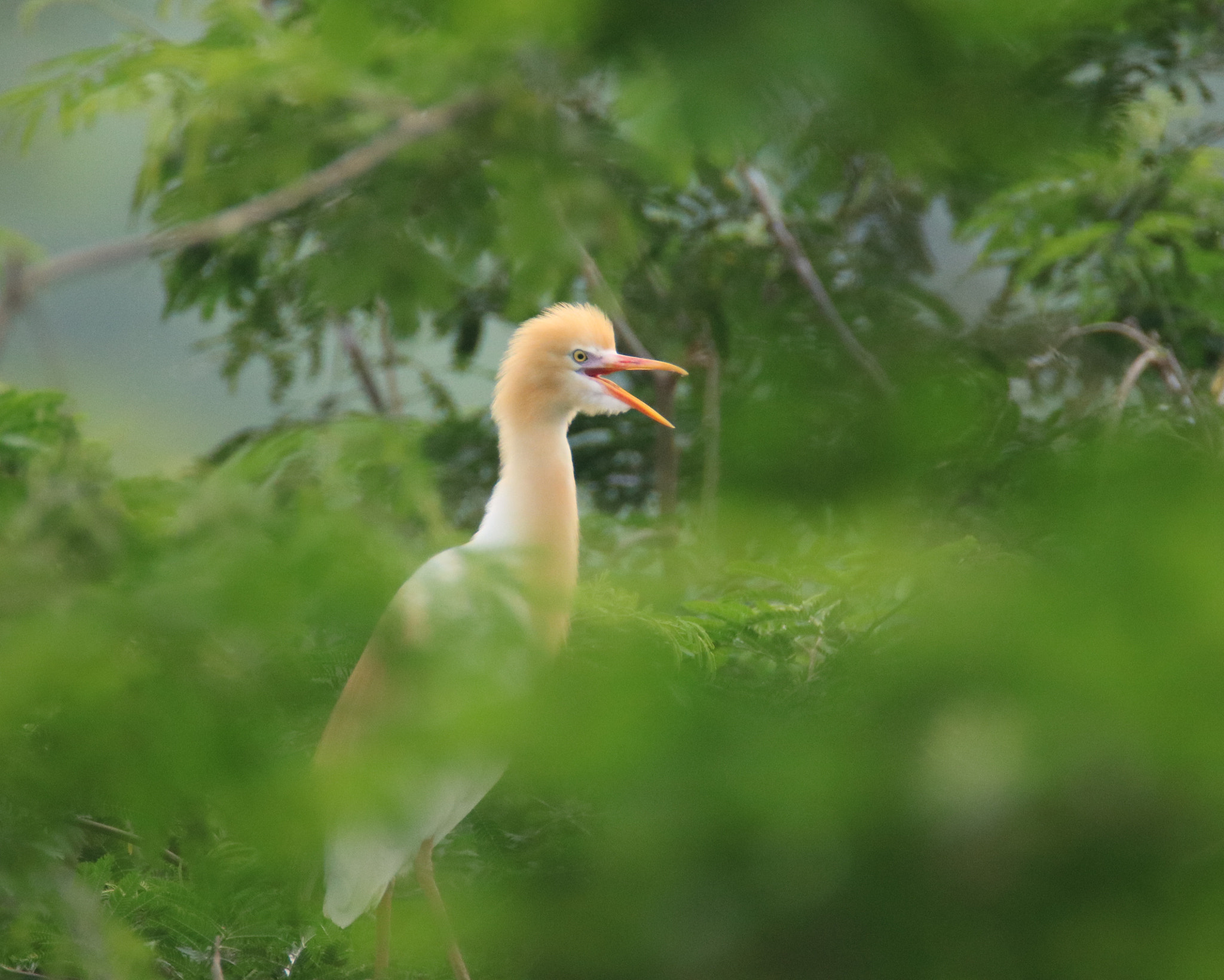Canon EOS 750D (EOS Rebel T6i / EOS Kiss X8i) sample photo. Singing photography