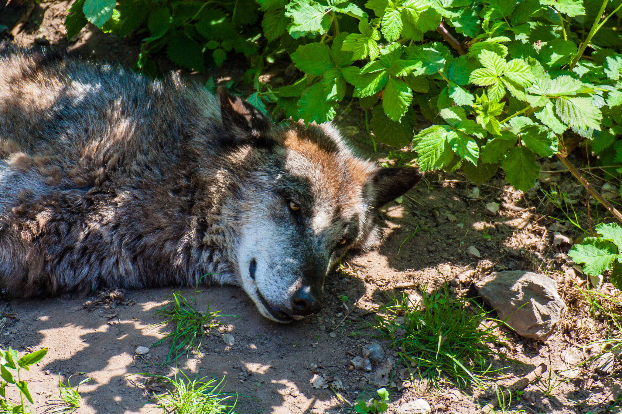 Canon EOS 450D (EOS Rebel XSi / EOS Kiss X2) sample photo. Resting wolf photography