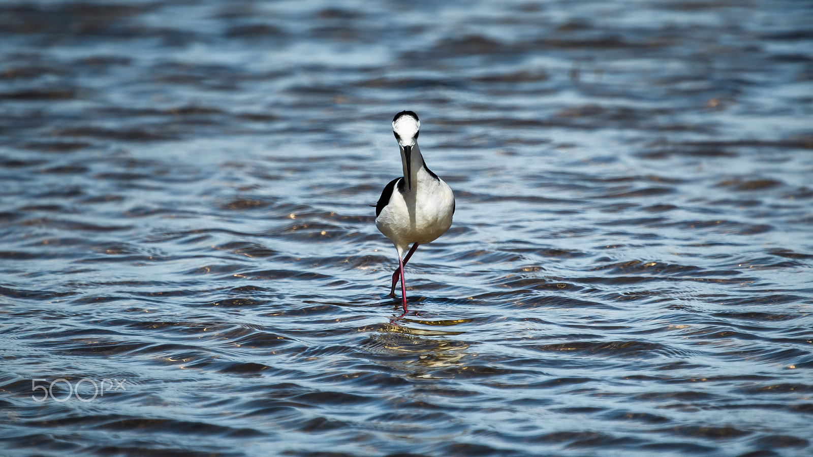 Canon EF 100-400mm F4.5-5.6L IS USM sample photo. Walk on the water! photography