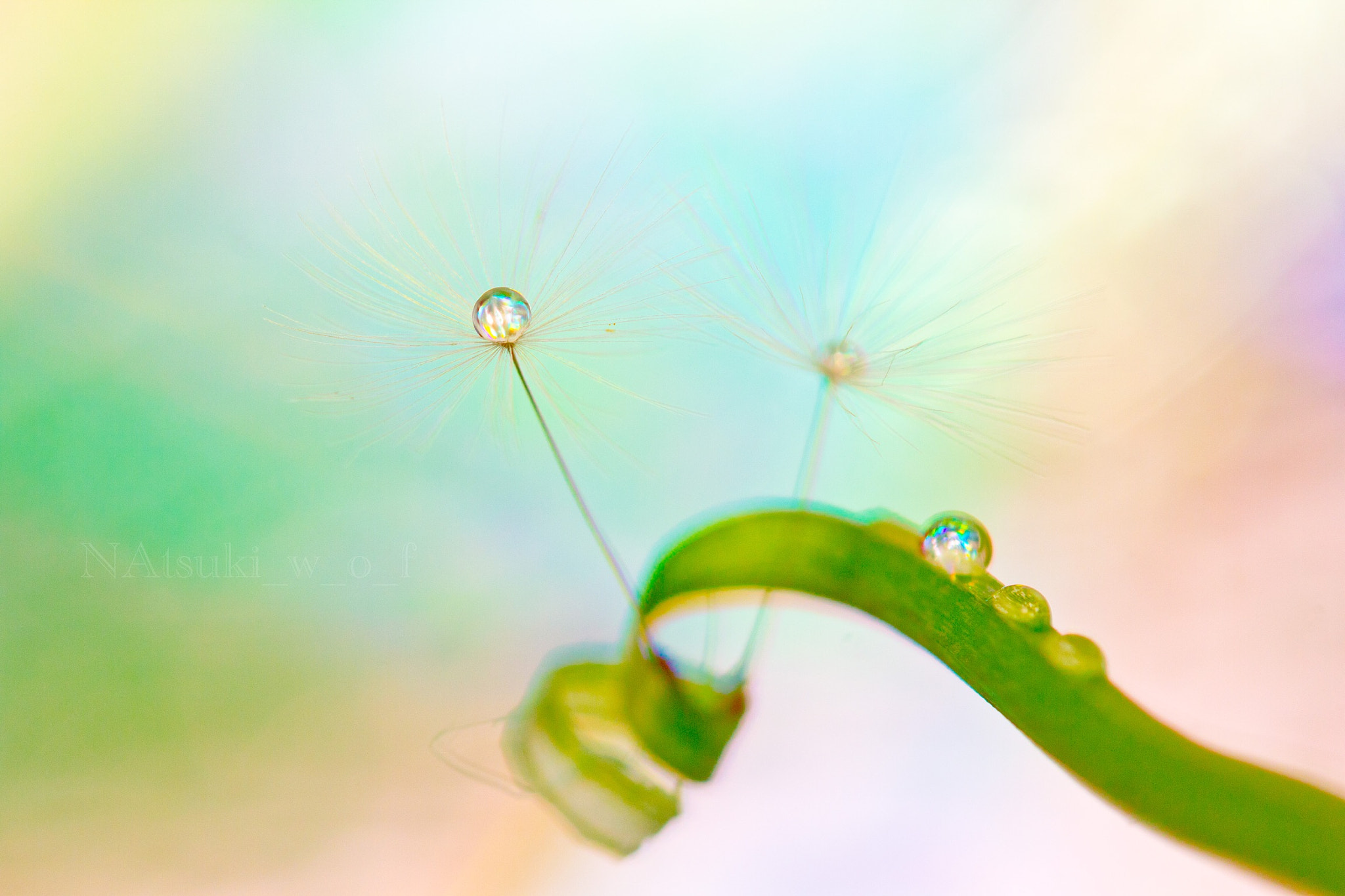 Tamron SP AF 180mm F3.5 Di LD (IF) Macro sample photo. Fantasy world photography