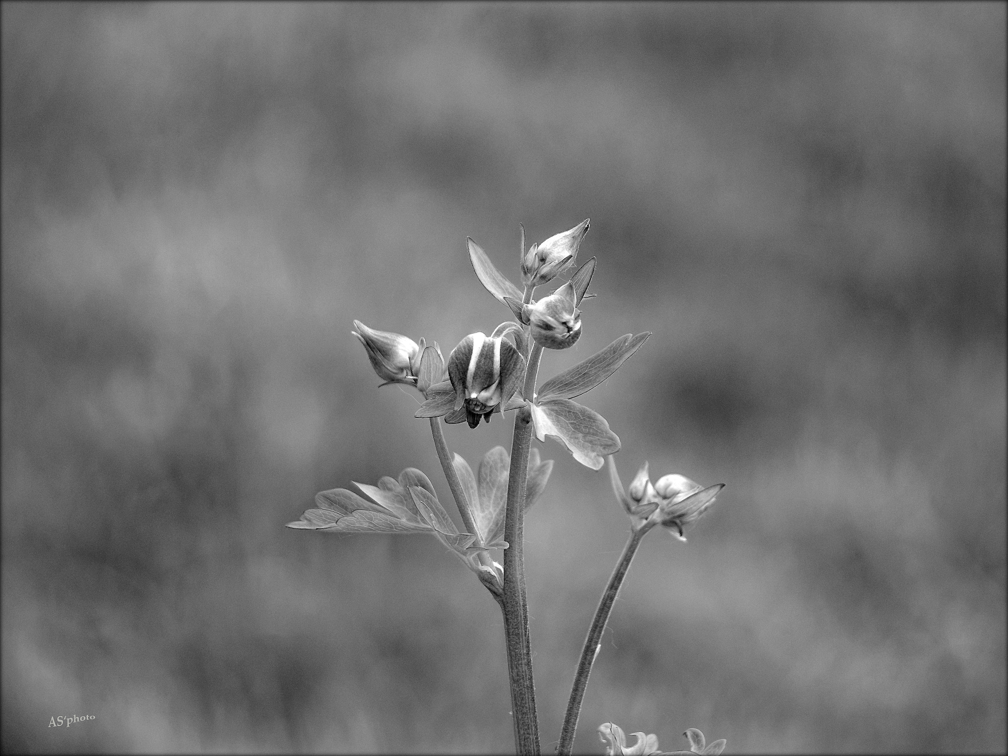 Olympus Zuiko Digital ED 40-150mm F4.0-5.6 sample photo. Columbine photography