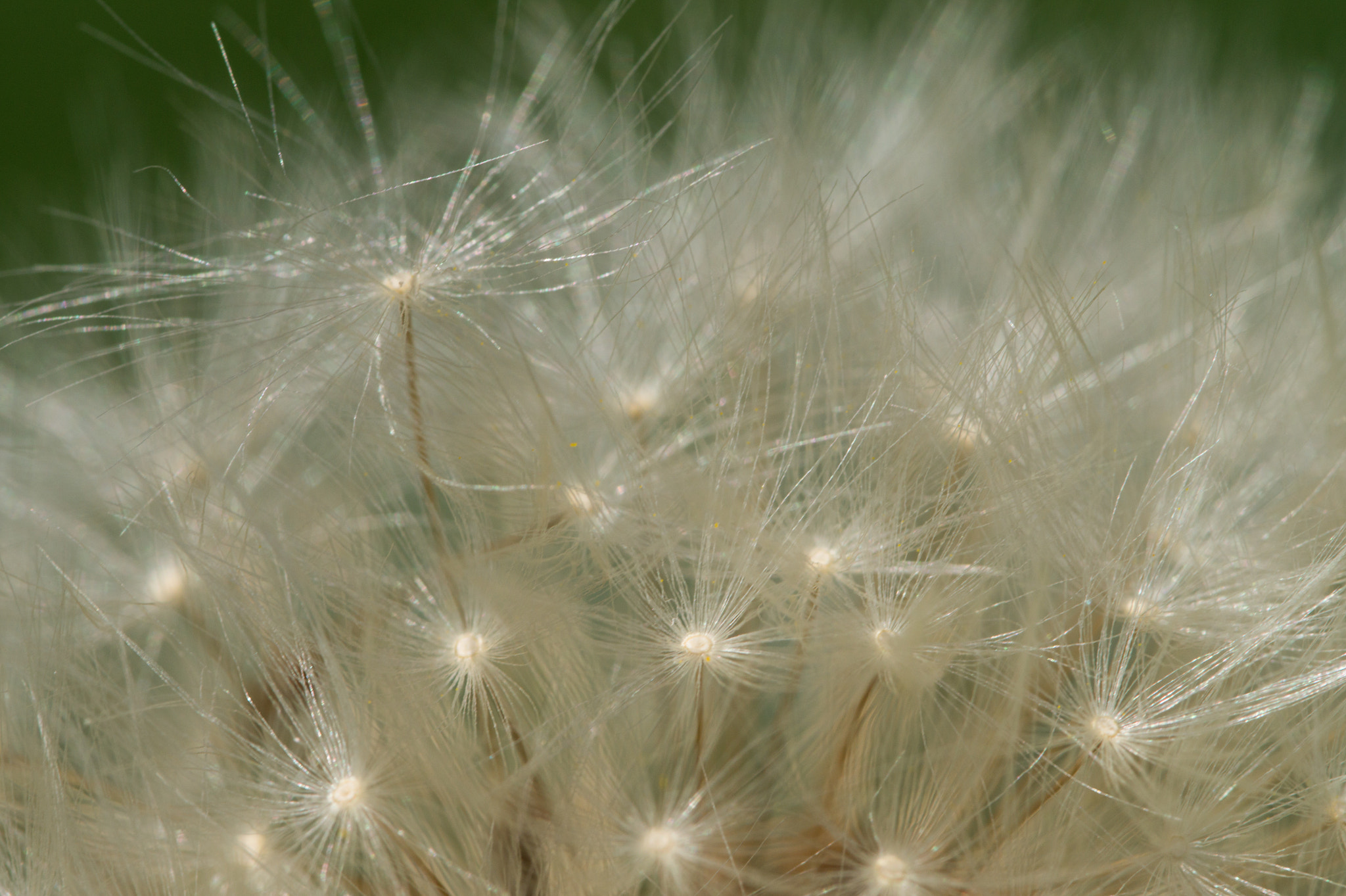 Sony SLT-A58 + 90mm F2.8 Macro SSM sample photo. Dandelion photography