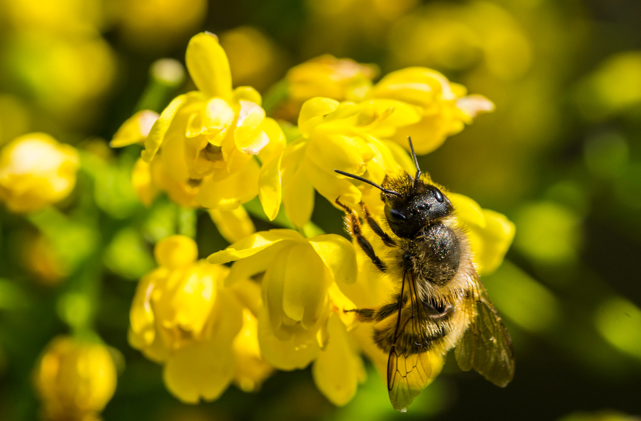 Sony SLT-A58 + 90mm F2.8 Macro SSM sample photo. Bee photography