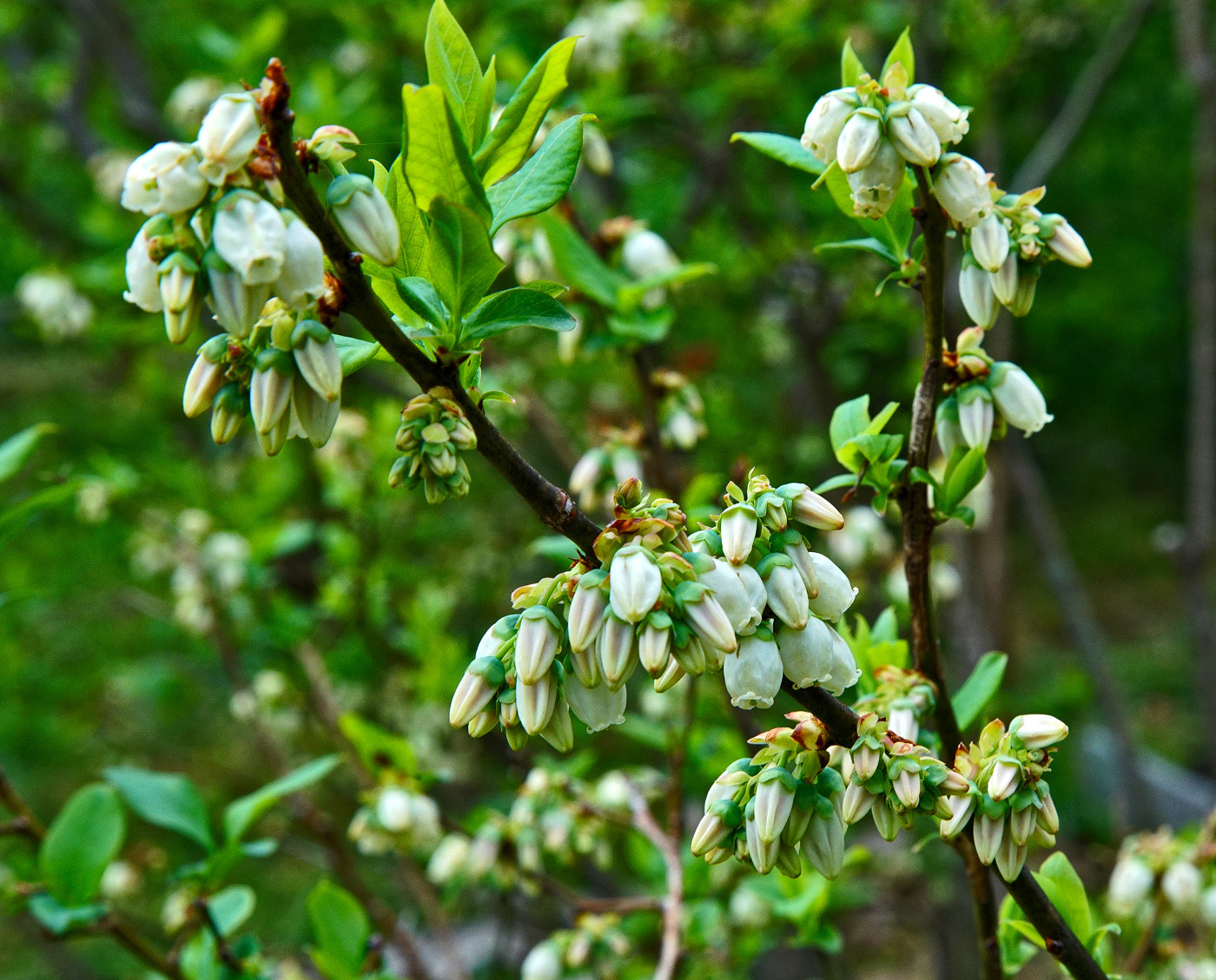 Sony a7R II + 24-105mm F4 G SSM OSS sample photo. Pre-blueberries photography