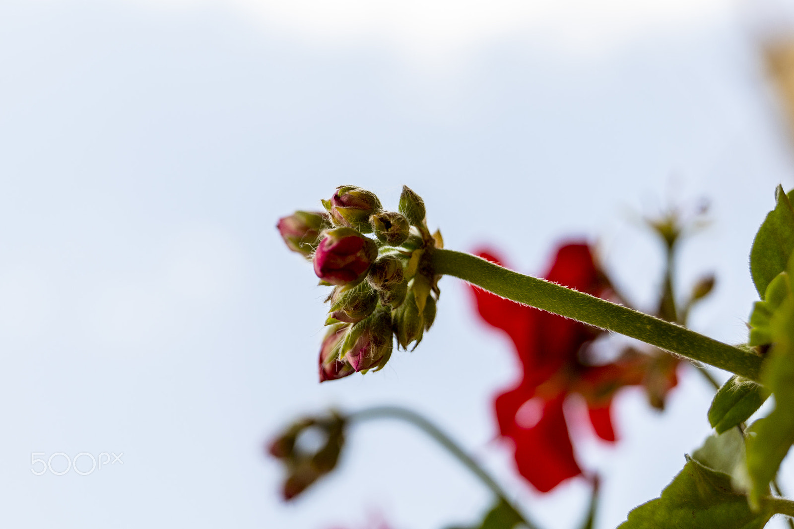 Sony SLT-A68 sample photo. Red flowers photography