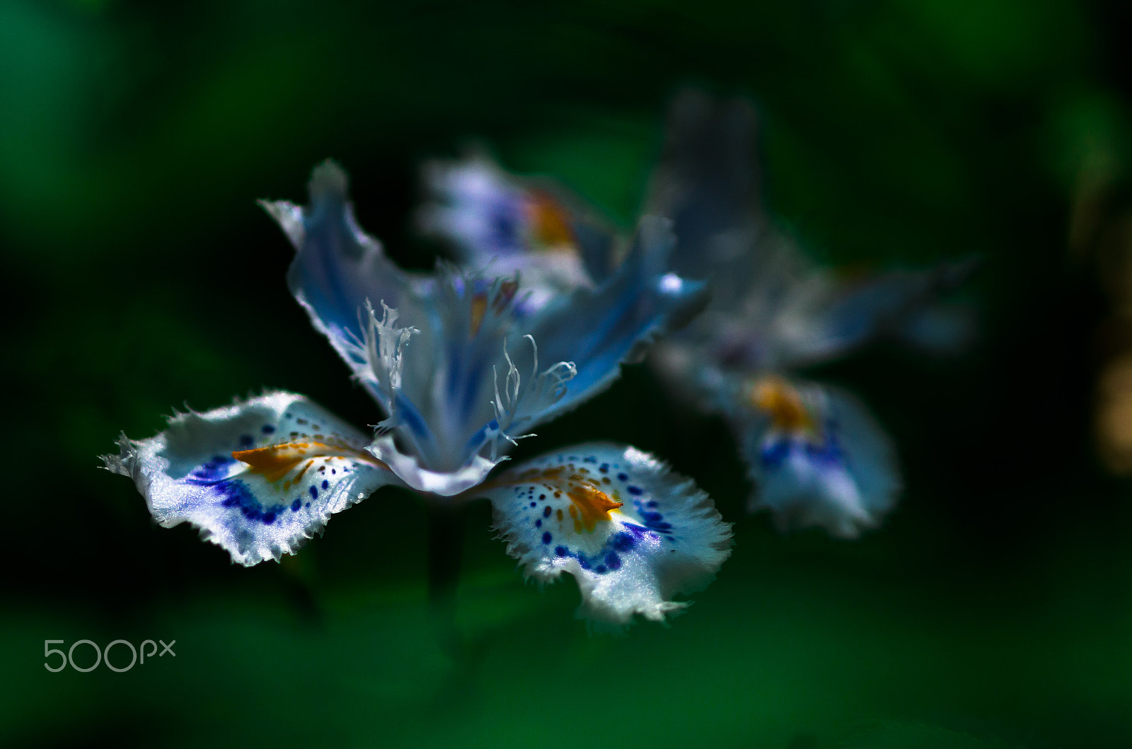 smc PENTAX-F Macro 100mm F2.8 sample photo. Fringed iris photography