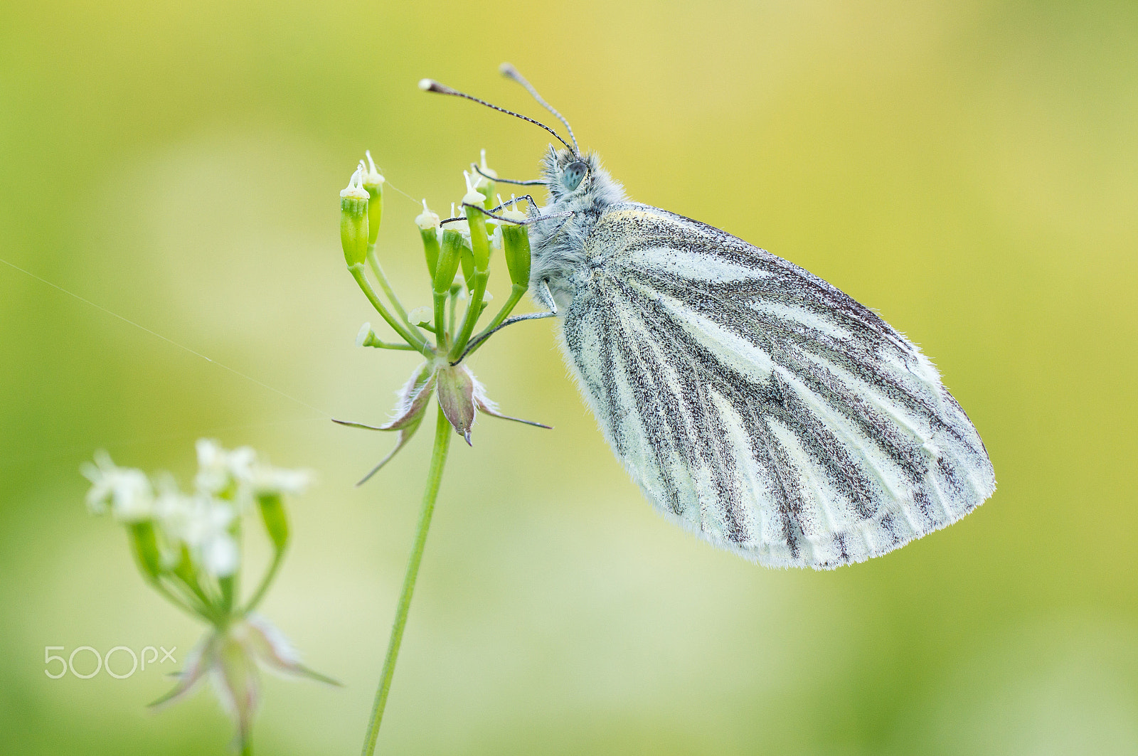 Sony SLT-A57 + Tamron SP AF 90mm F2.8 Di Macro sample photo. Green-veined white photography