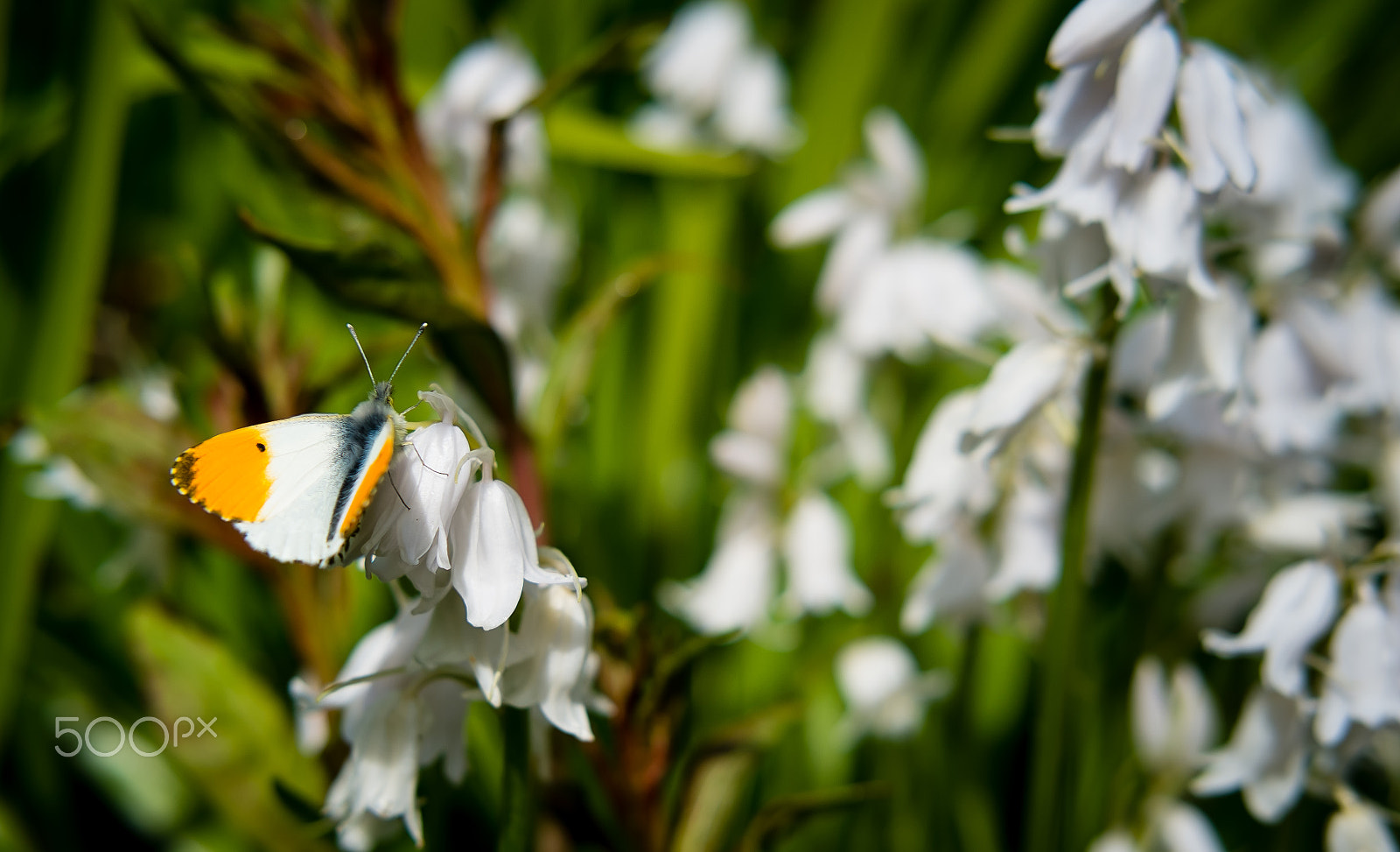 Fujifilm X-E1 + Fujifilm XF 35mm F2 R WR sample photo. Orange tip butterfly photography