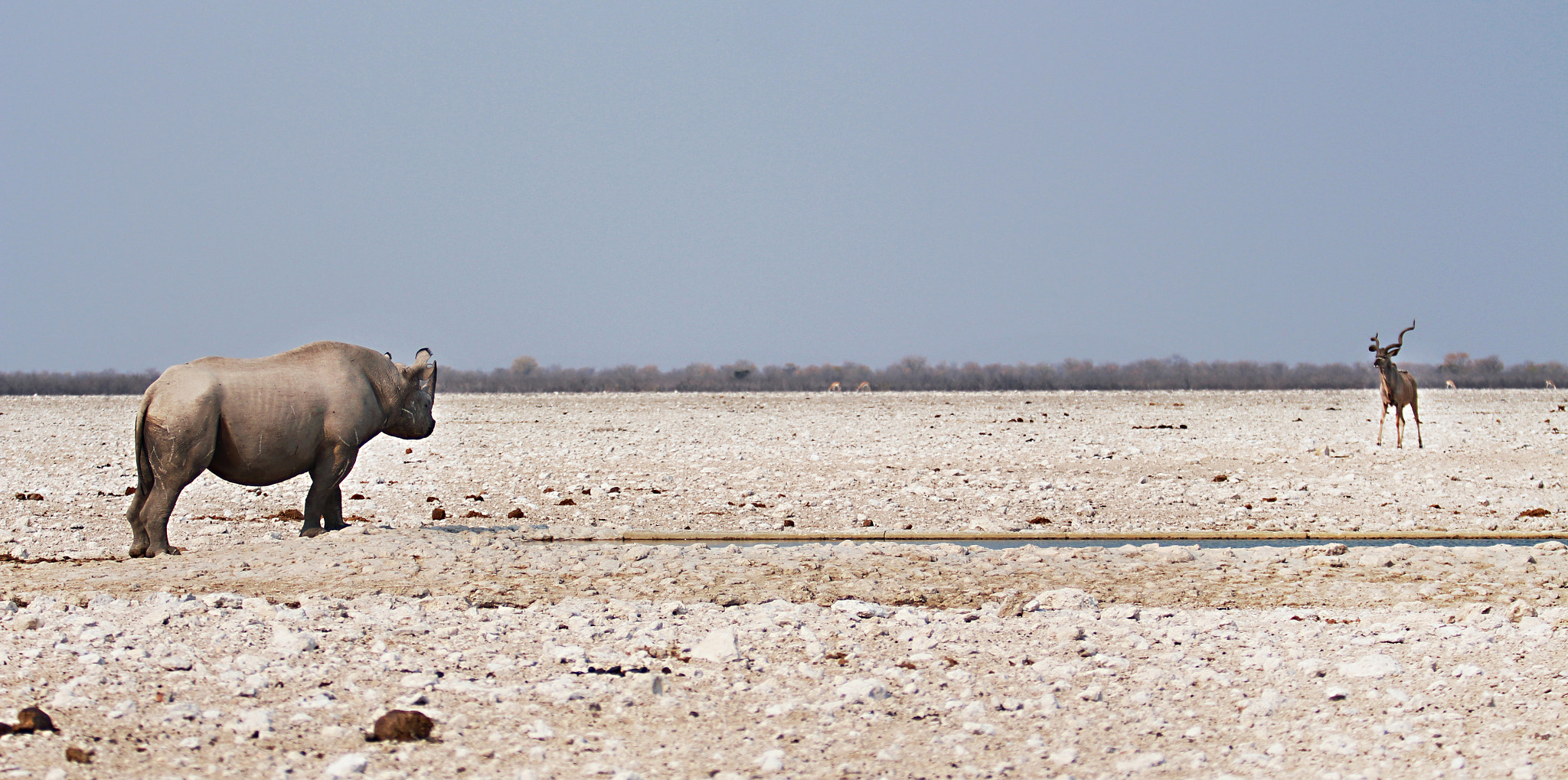 Canon EF 70-200mm F2.8L USM sample photo. Rhino vs kudu photography