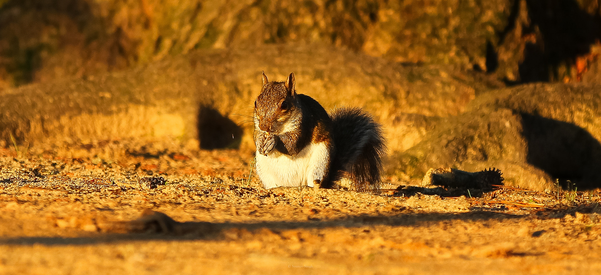 Canon EF 70-200mm F2.8L IS II USM sample photo. The search photography