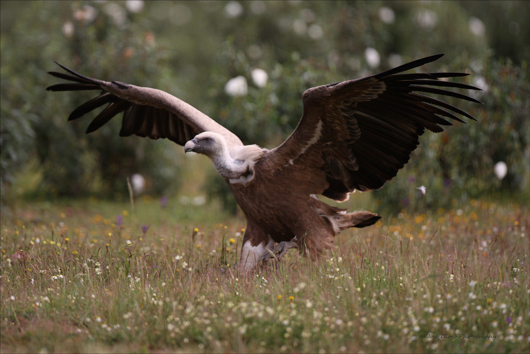 Canon EF 500mm F4L IS USM sample photo. (gyps fulvus) photography