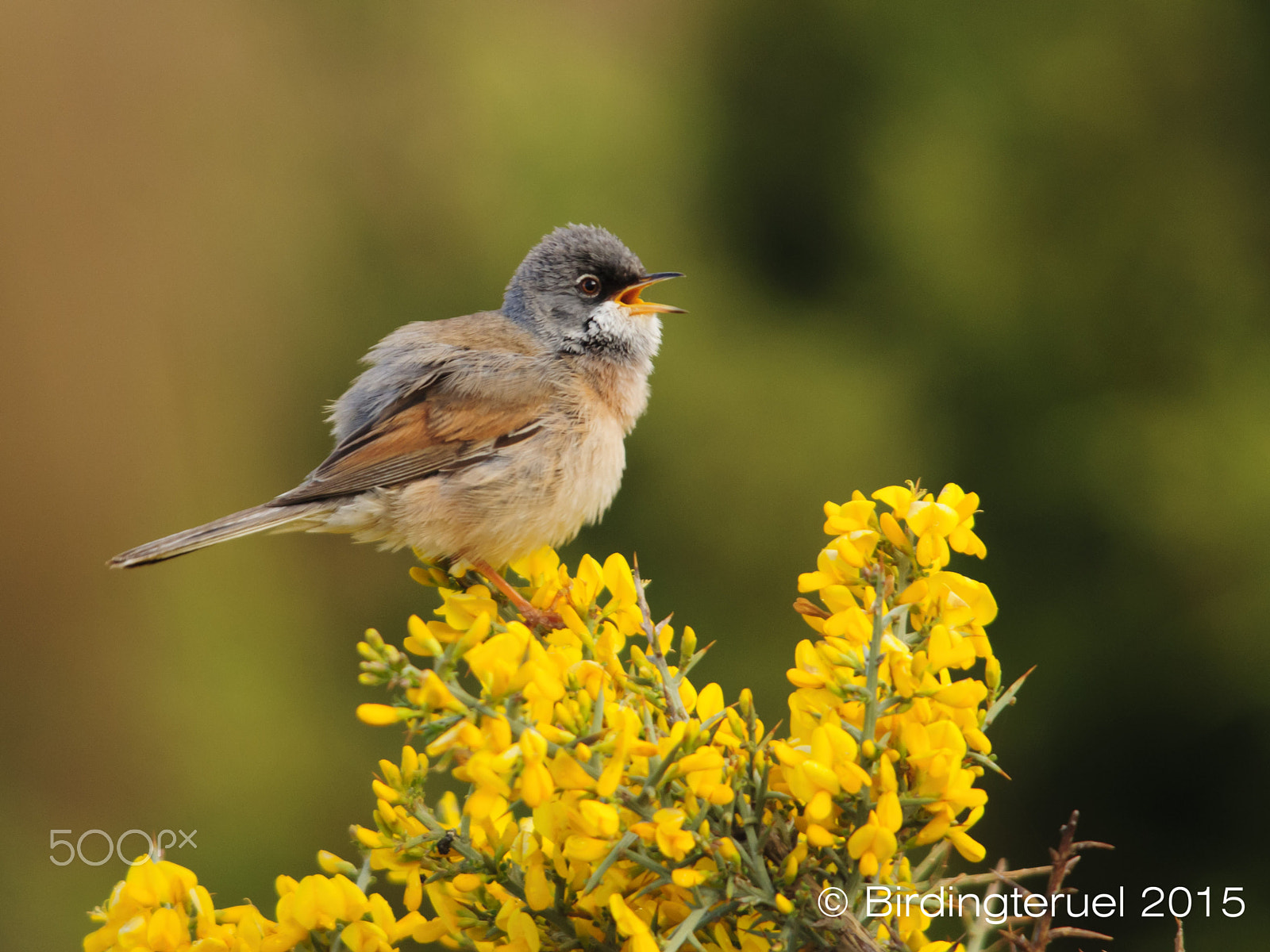 Sigma 150-500mm F5-6.3 DG OS HSM sample photo. Spectacled warbler photography