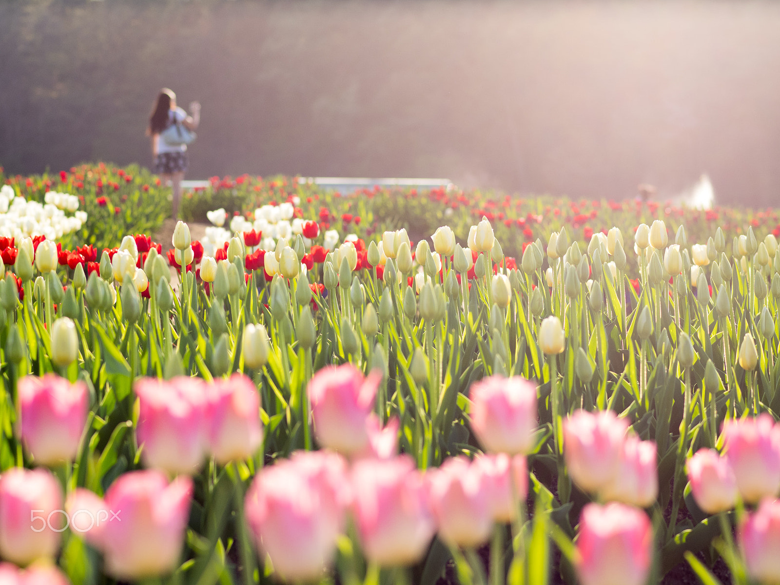 Olympus OM-D E-M1 + OLYMPUS 50mm Lens sample photo. Day dream photography