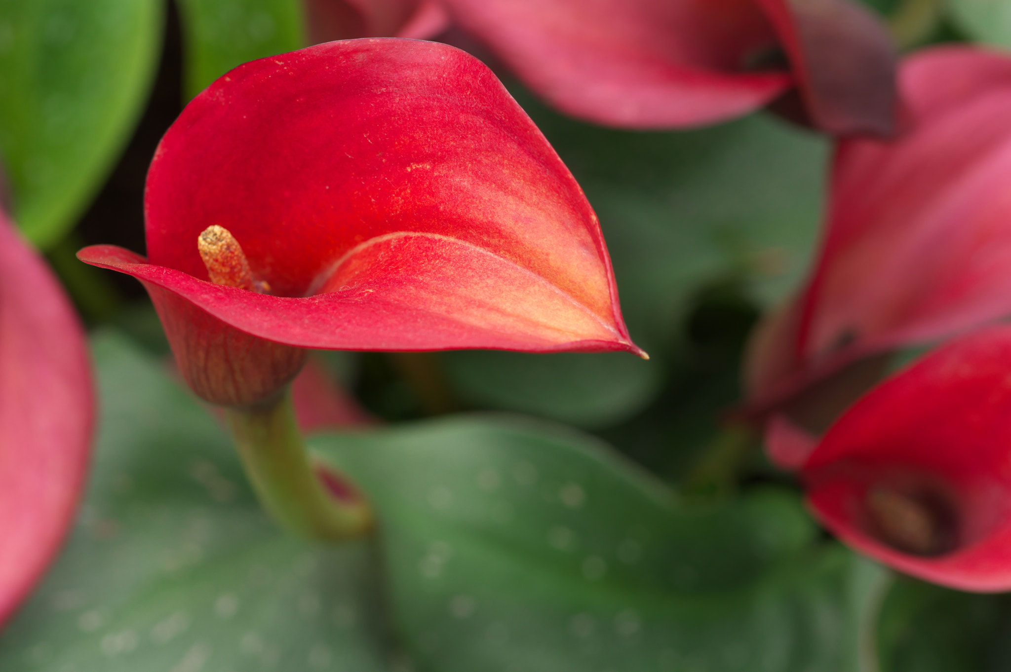 Pentax K-3 + Pentax smc D-FA 100mm F2.8 Macro WR sample photo. Sailing photography