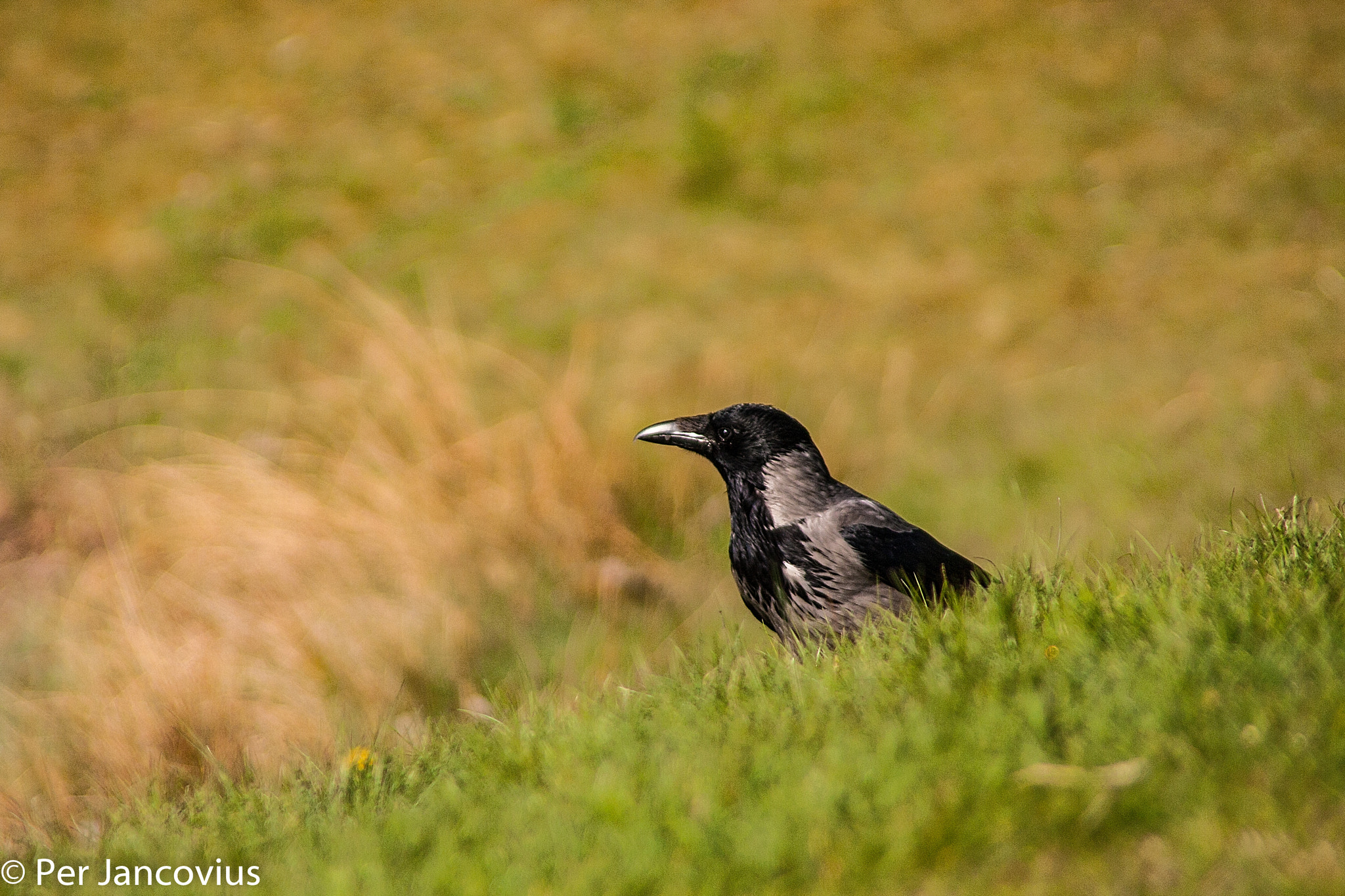 Canon EOS 40D + Tamron AF 28-300mm F3.5-6.3 XR Di VC LD Aspherical (IF) Macro sample photo. The crow photography