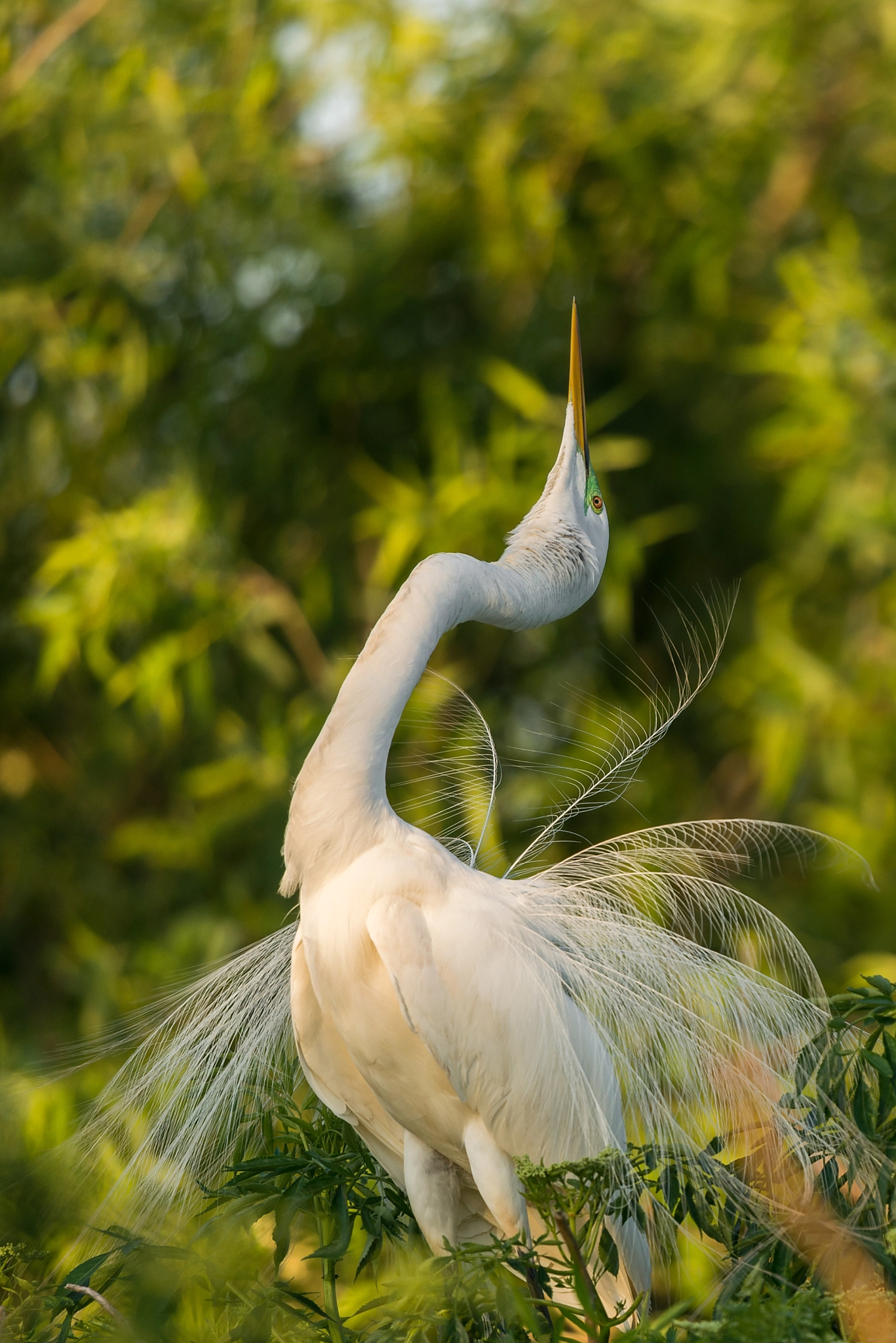 Nikon Nikkor AF-S 300mm F4E PF ED VR sample photo. Great egret (ardea alba) photography