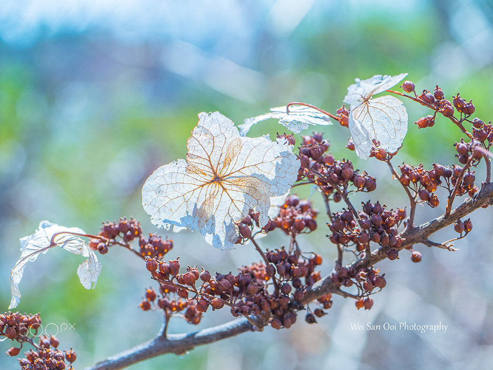 Panasonic Leica DG Macro-Elmarit 45mm F2.8 ASPH OIS sample photo. Hydrangea 06 photography