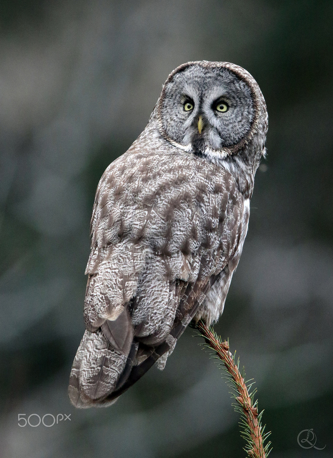 Canon EF 600mm F4L IS II USM sample photo. Shconstant great gray owl photography