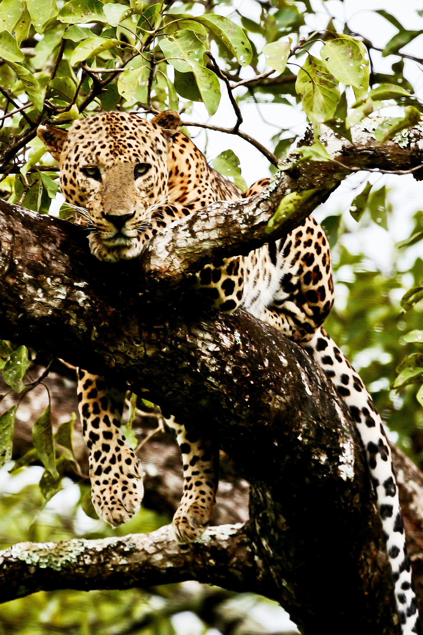 Canon EF 100-400mm F4.5-5.6L IS USM sample photo. Bandipur prm photography