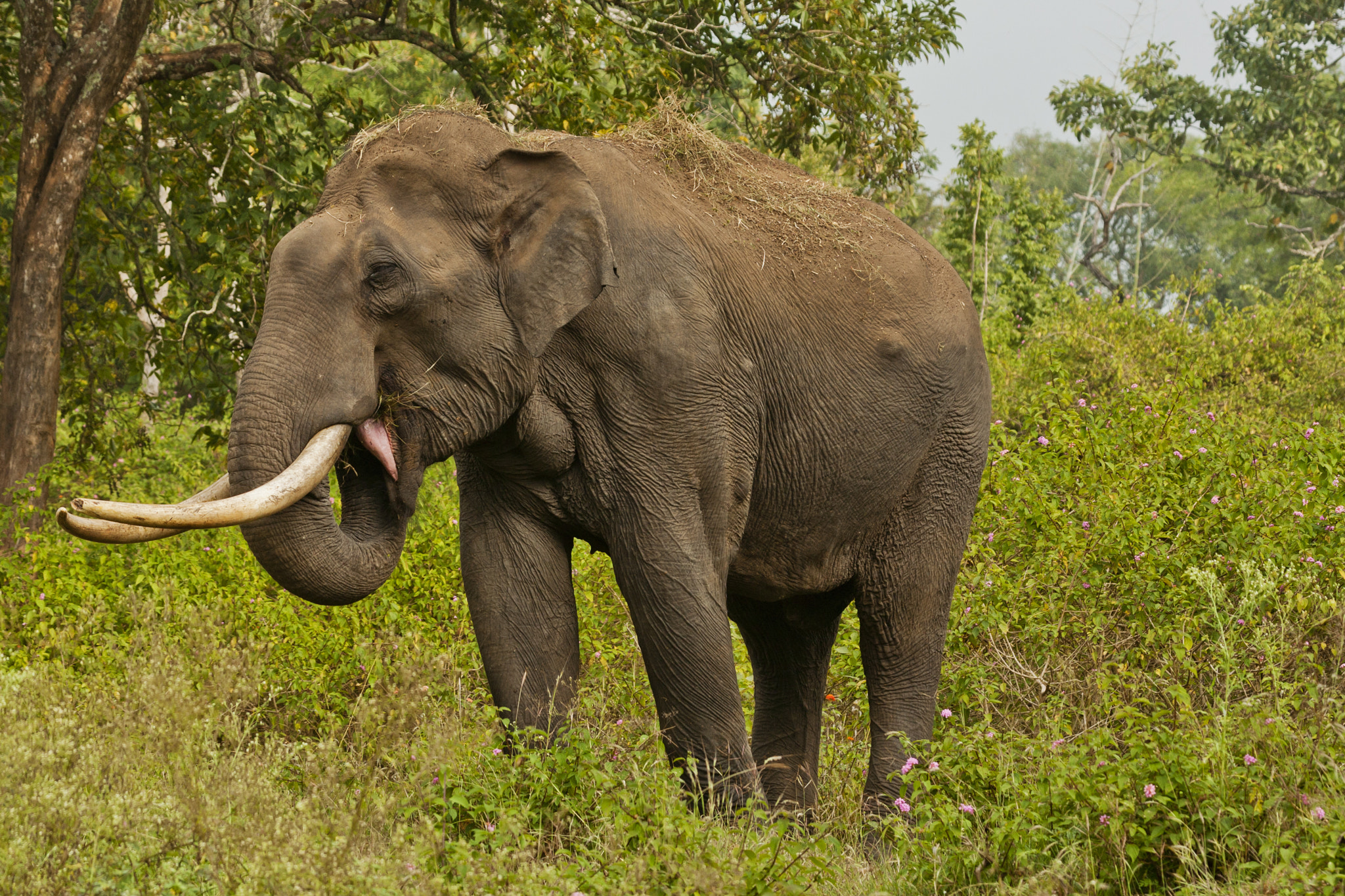 Canon EF 100-400mm F4.5-5.6L IS USM sample photo. Bandipur photography