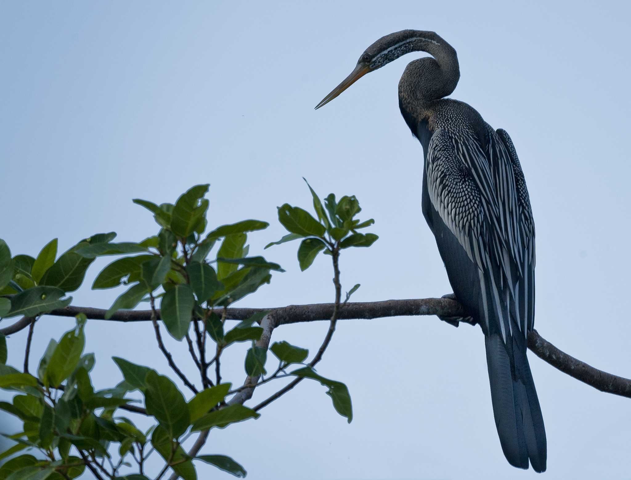 Canon EF 100-400mm F4.5-5.6L IS USM sample photo. Ranganathittu photography
