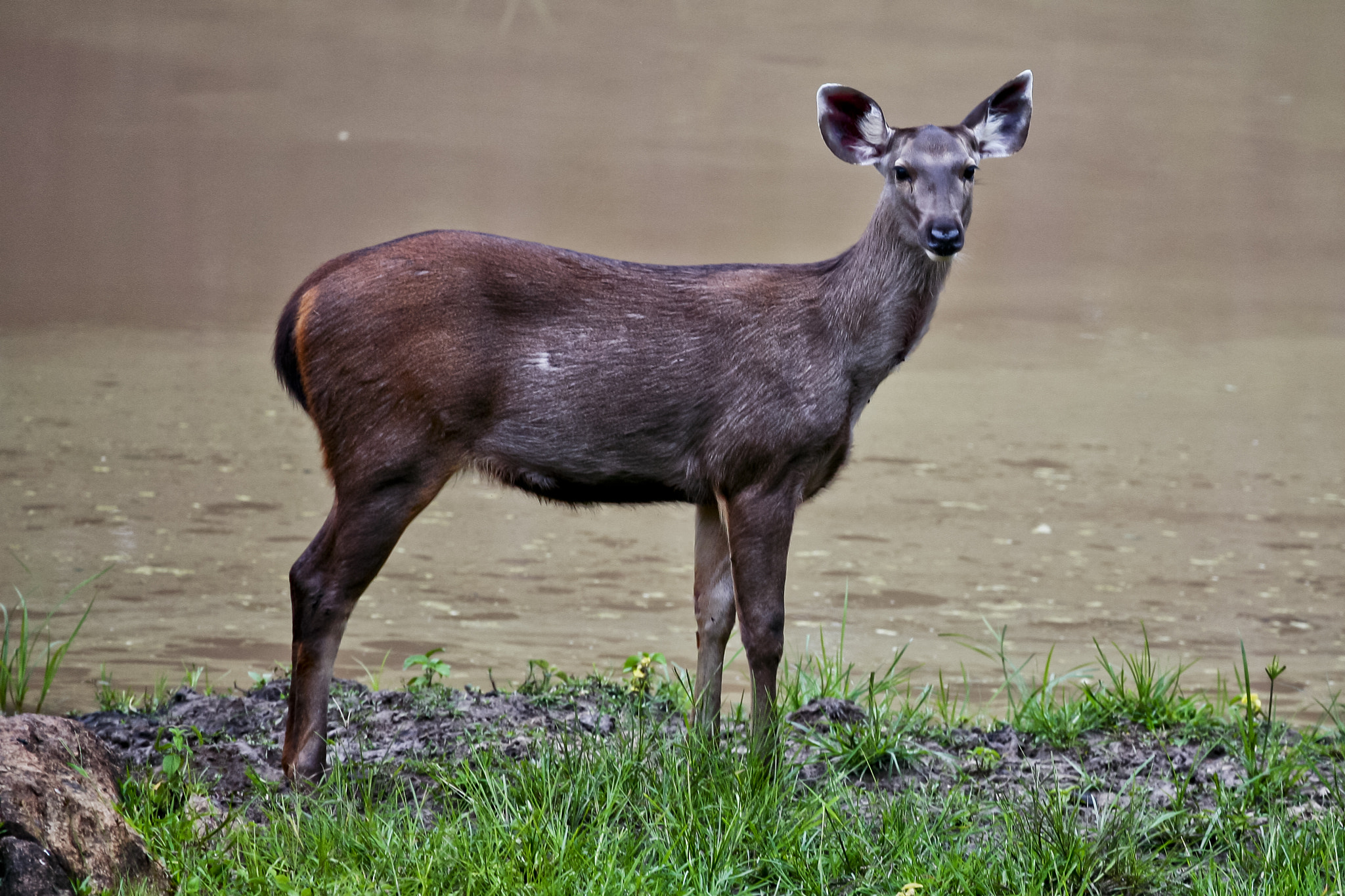Canon EF 100-400mm F4.5-5.6L IS USM sample photo. Bandipur prm photography