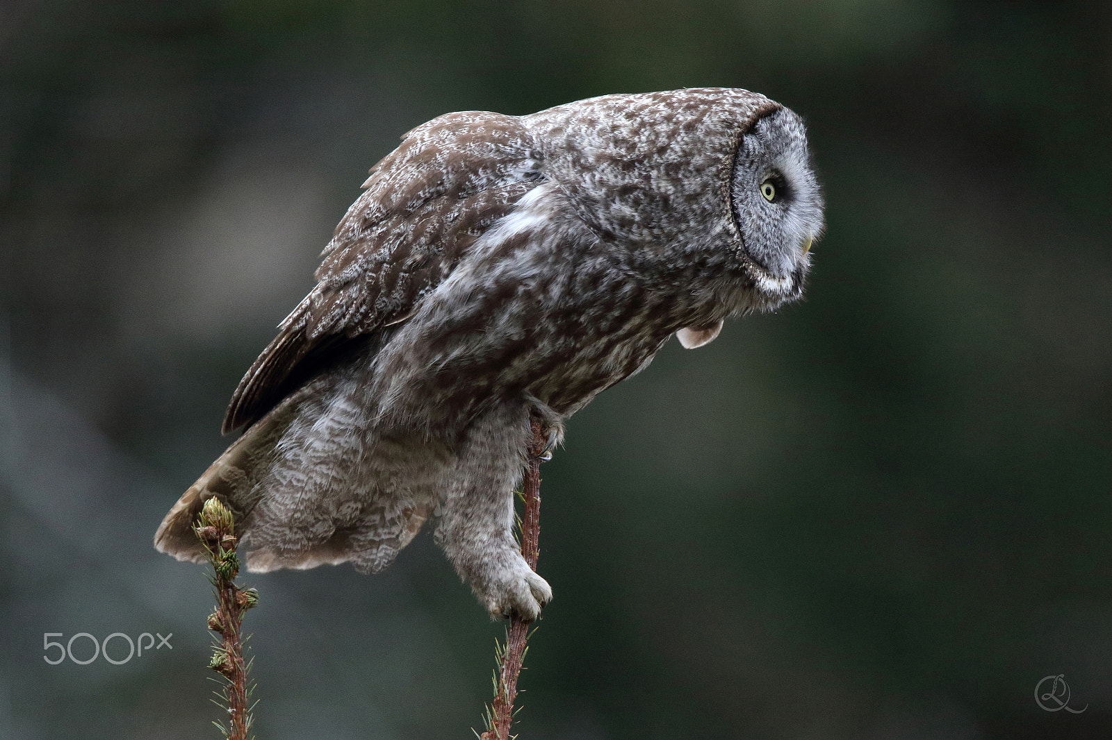 Canon EF 600mm F4L IS II USM sample photo. Great gray owl photography