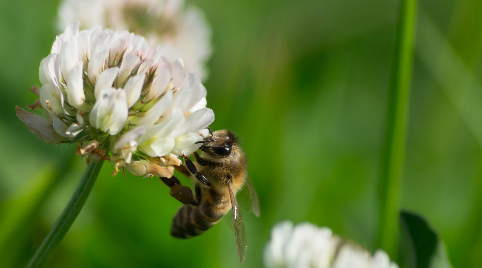 Sony 75-300mm F4.5-5.6 sample photo. Little worker photography