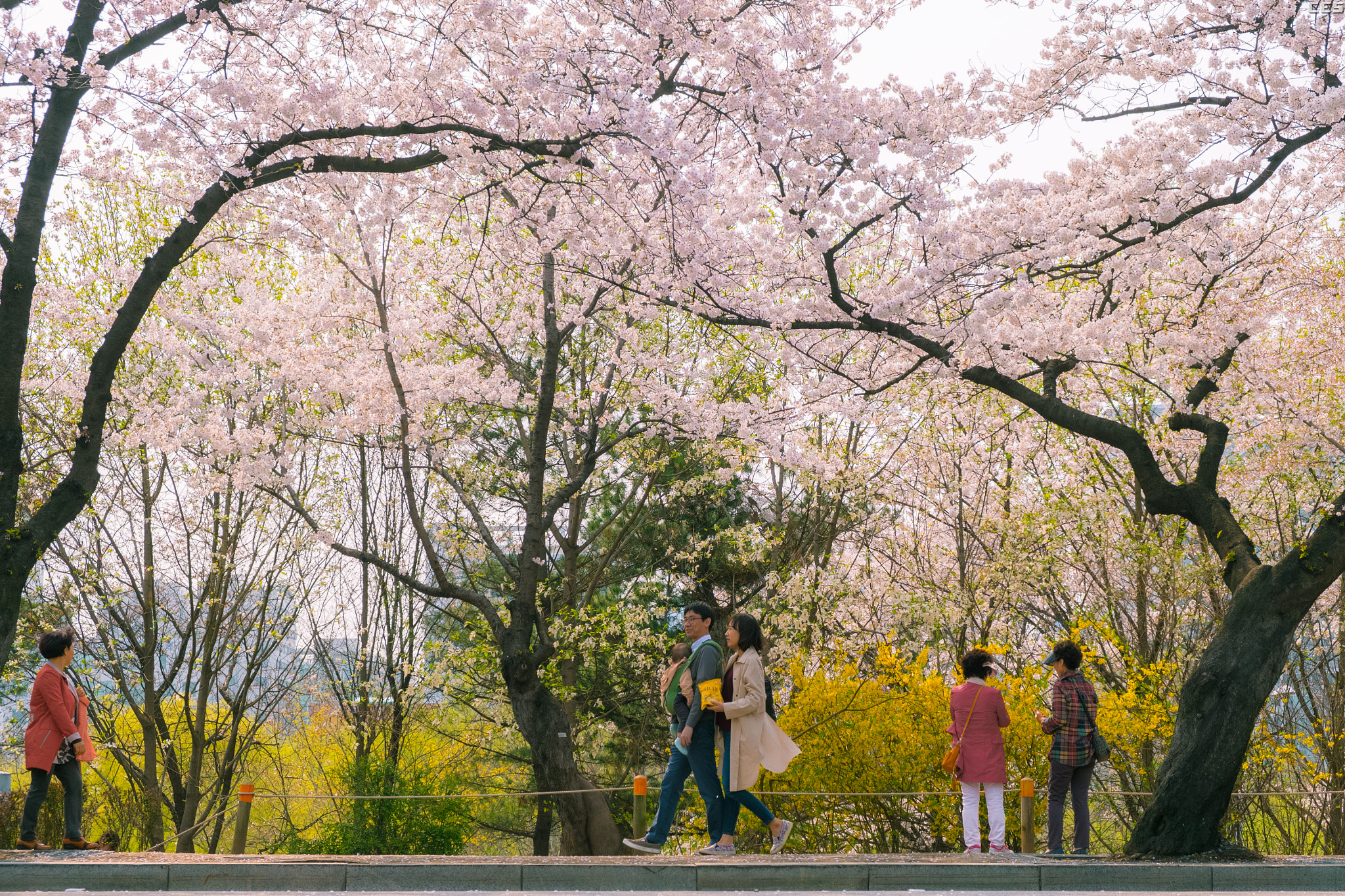 Fujifilm X-A2 + Fujifilm XF 18-55mm F2.8-4 R LM OIS sample photo. Picnic with cherry blossom photography