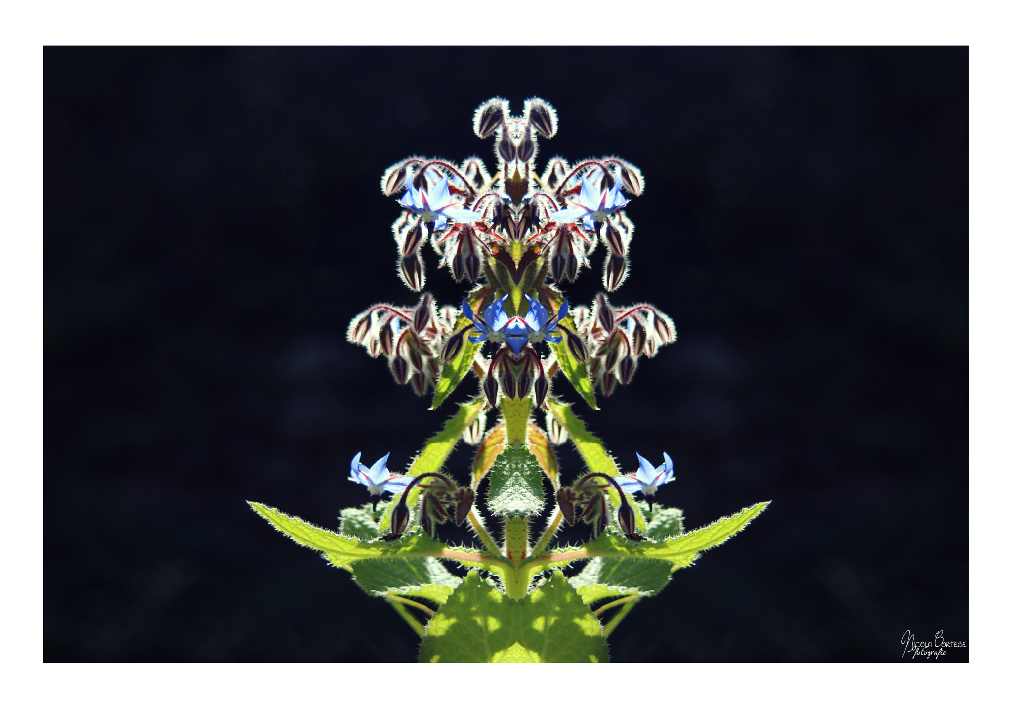 Canon EF 35-135mm f/4-5.6 USM sample photo. Blue lilies in a fountain photography