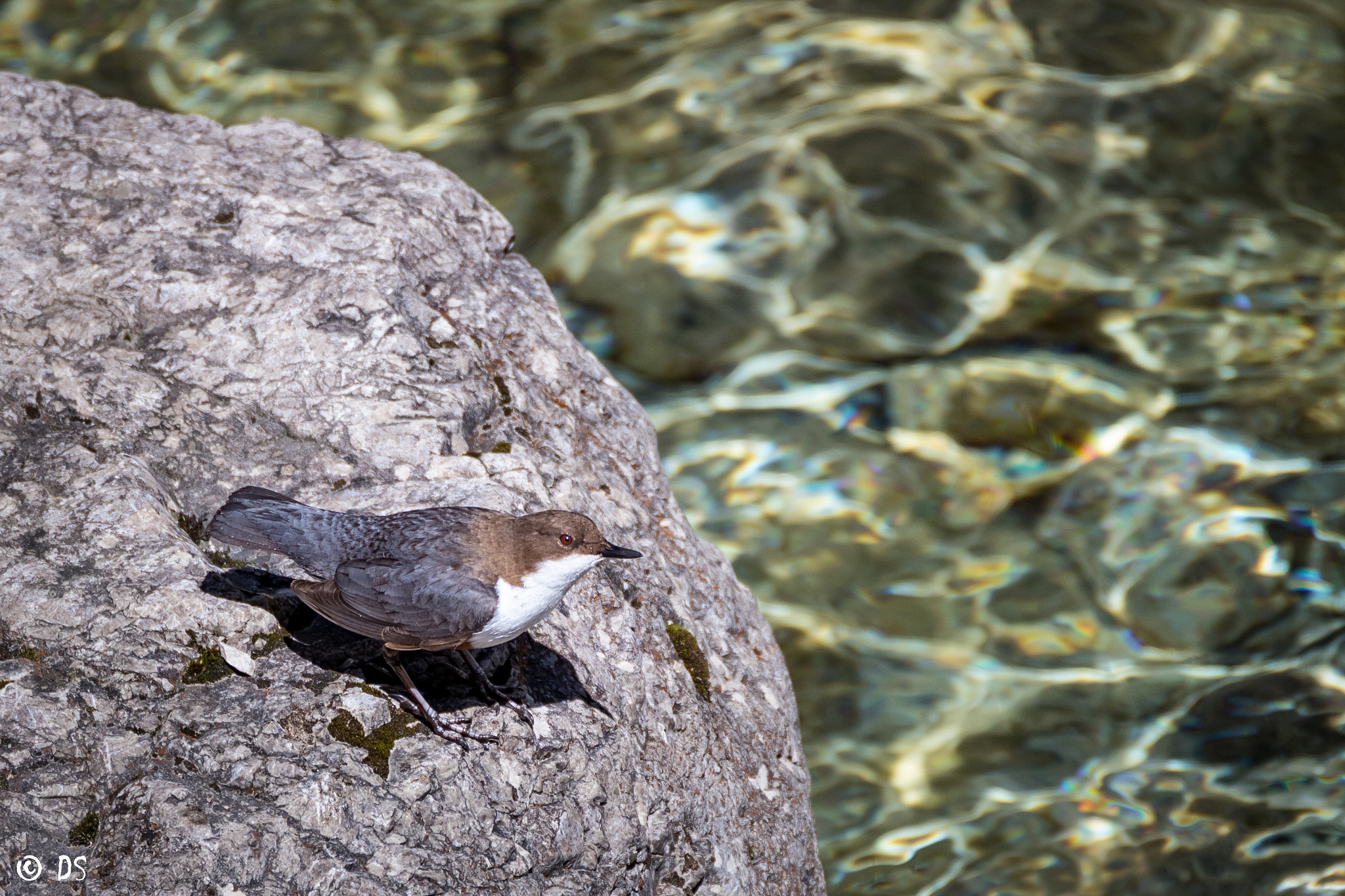 Canon EOS 760D (EOS Rebel T6s / EOS 8000D) + Tamron SP 150-600mm F5-6.3 Di VC USD sample photo. Wasseramsel/white-throated dipper photography