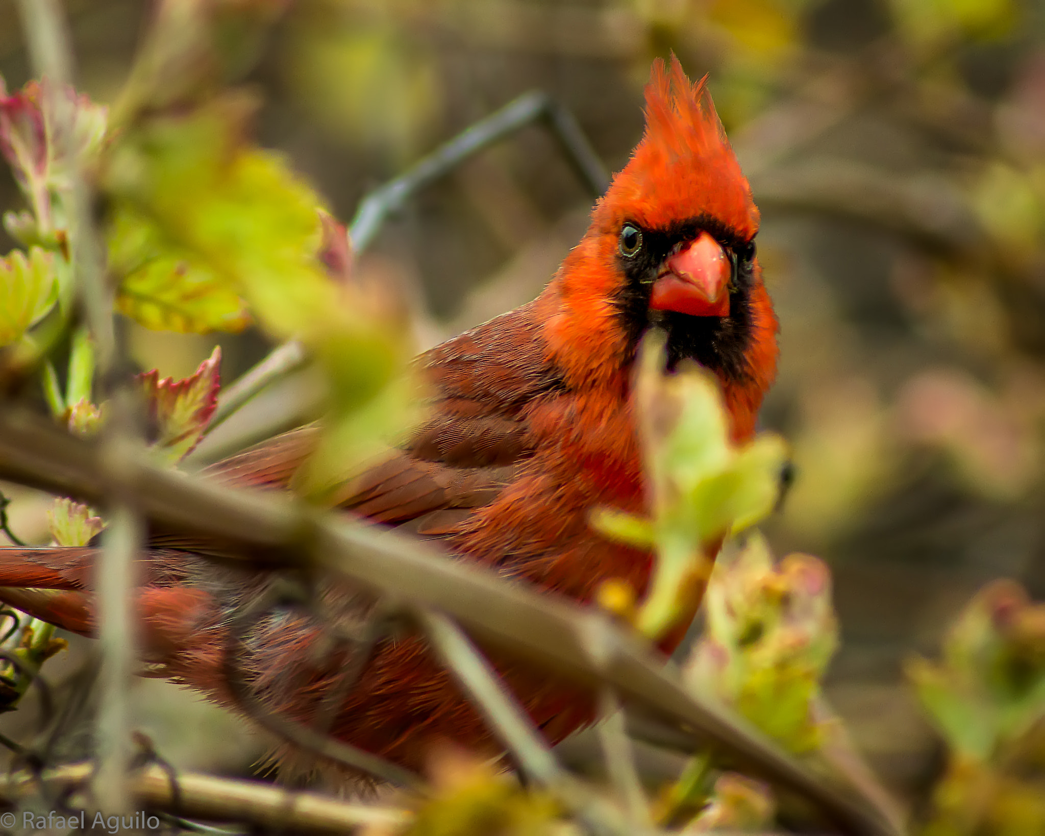 Sony 75-300mm F4.5-5.6 sample photo. Cardinal photography