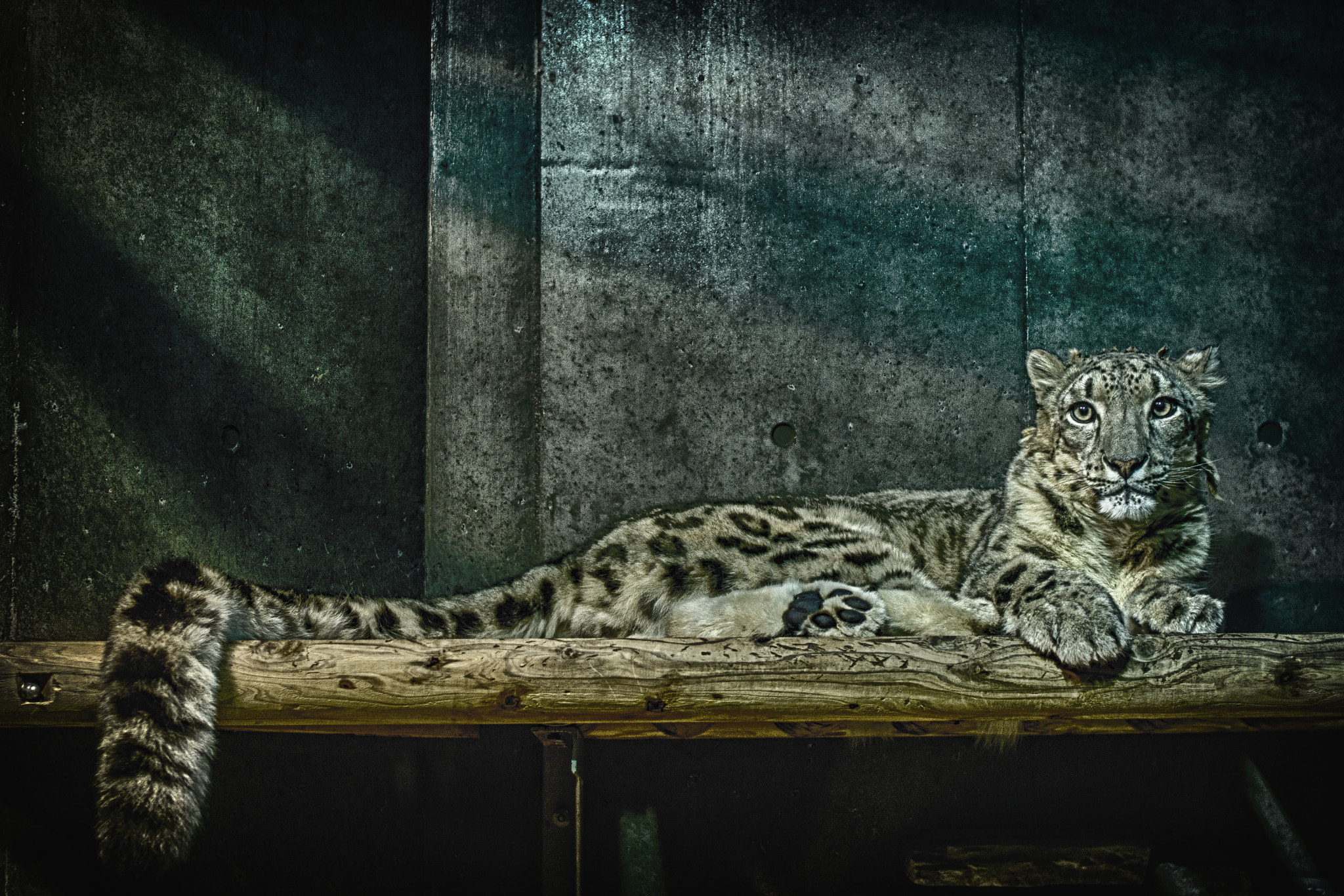 Nikon D3200 + Sigma 50mm F1.4 EX DG HSM sample photo. Snow leopard photography