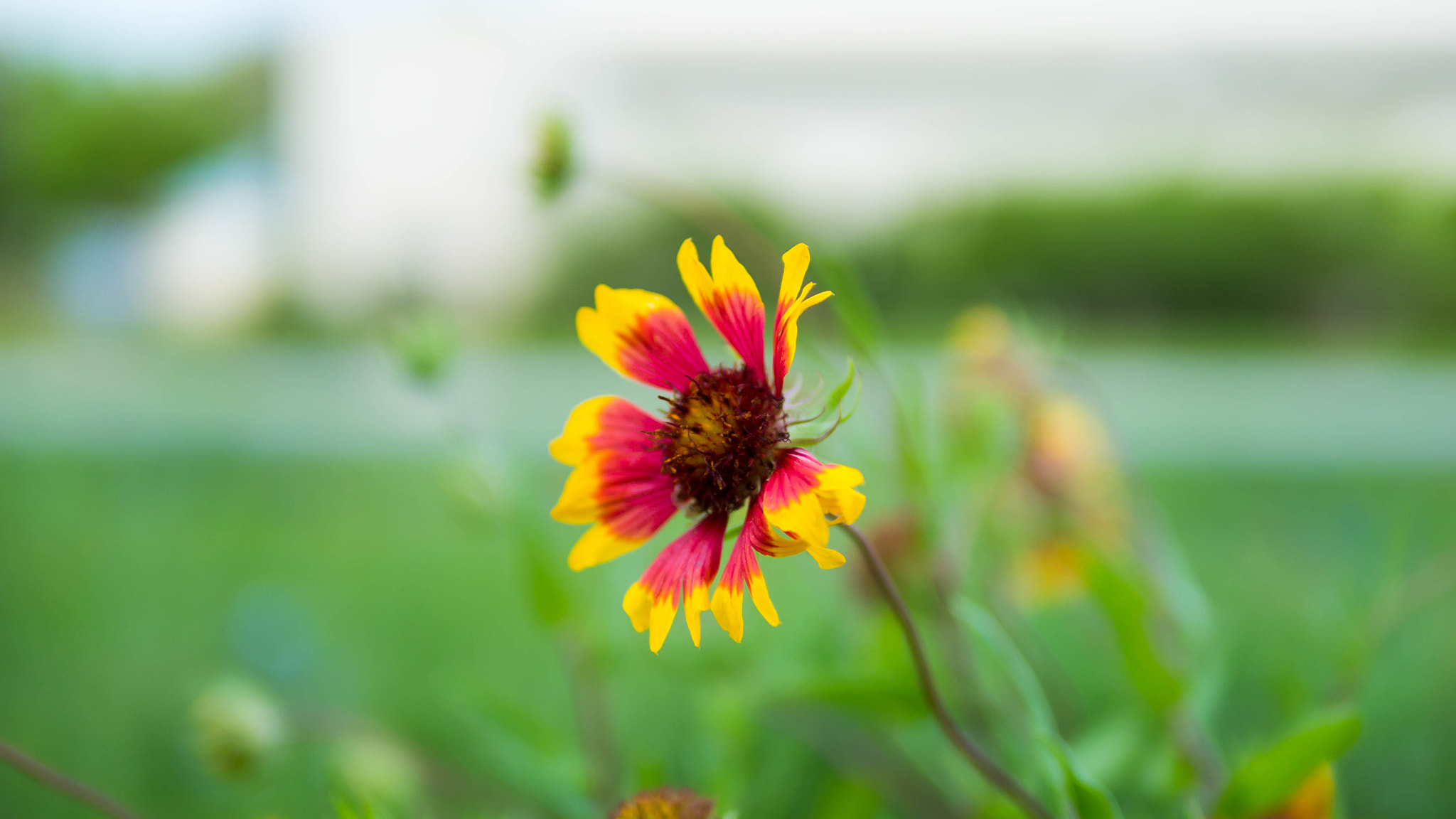Panasonic Lumix DMC-G7 + Panasonic Leica DG Summilux 25mm F1.4 II ASPH sample photo. Gaillardia pulchella photography
