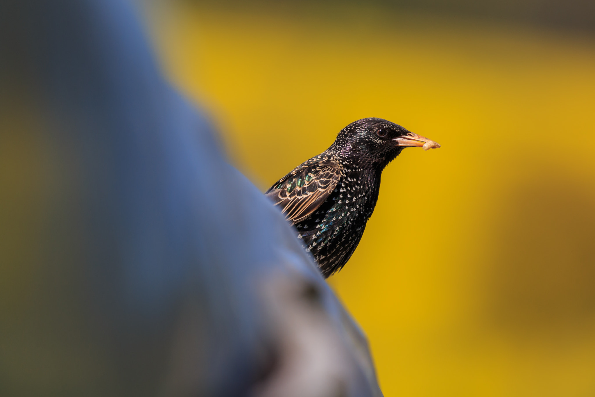 Canon EF 100-400mm F4.5-5.6L IS II USM sample photo. Feeding time! photography