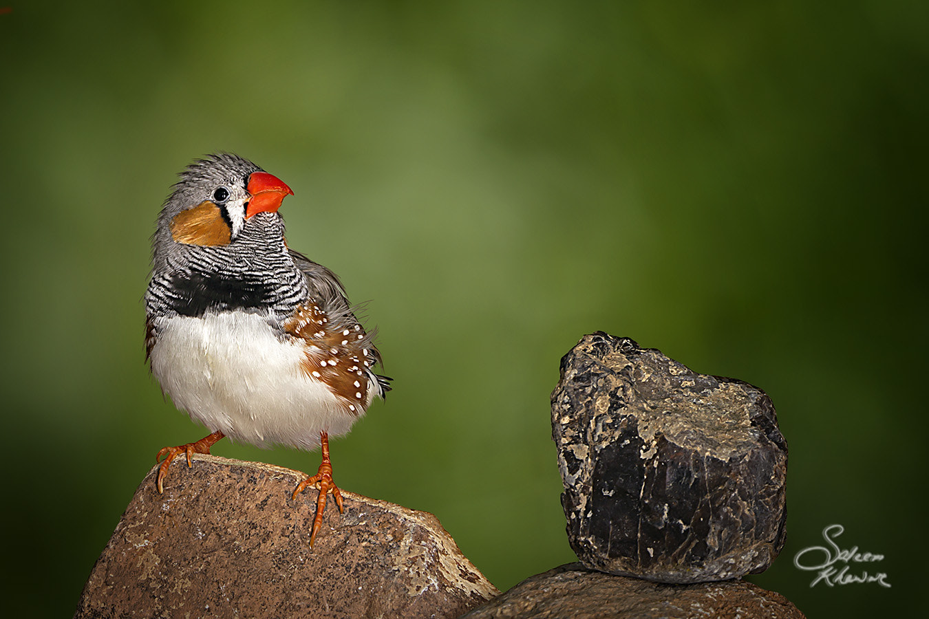 Sigma 150-600mm F5-6.3 DG OS HSM | C sample photo. Zebra finch #4 photography