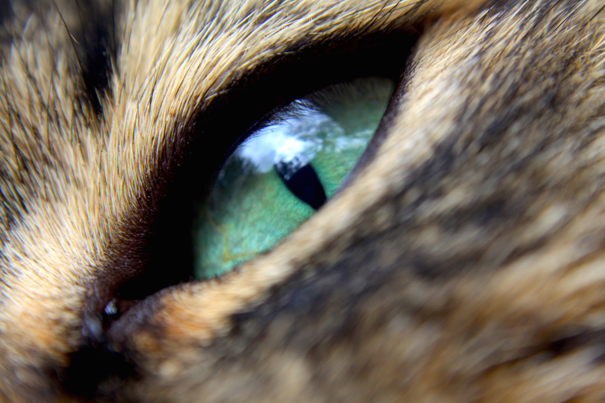 Canon EF-S 18-55mm F3.5-5.6 sample photo. Cat's eye photography