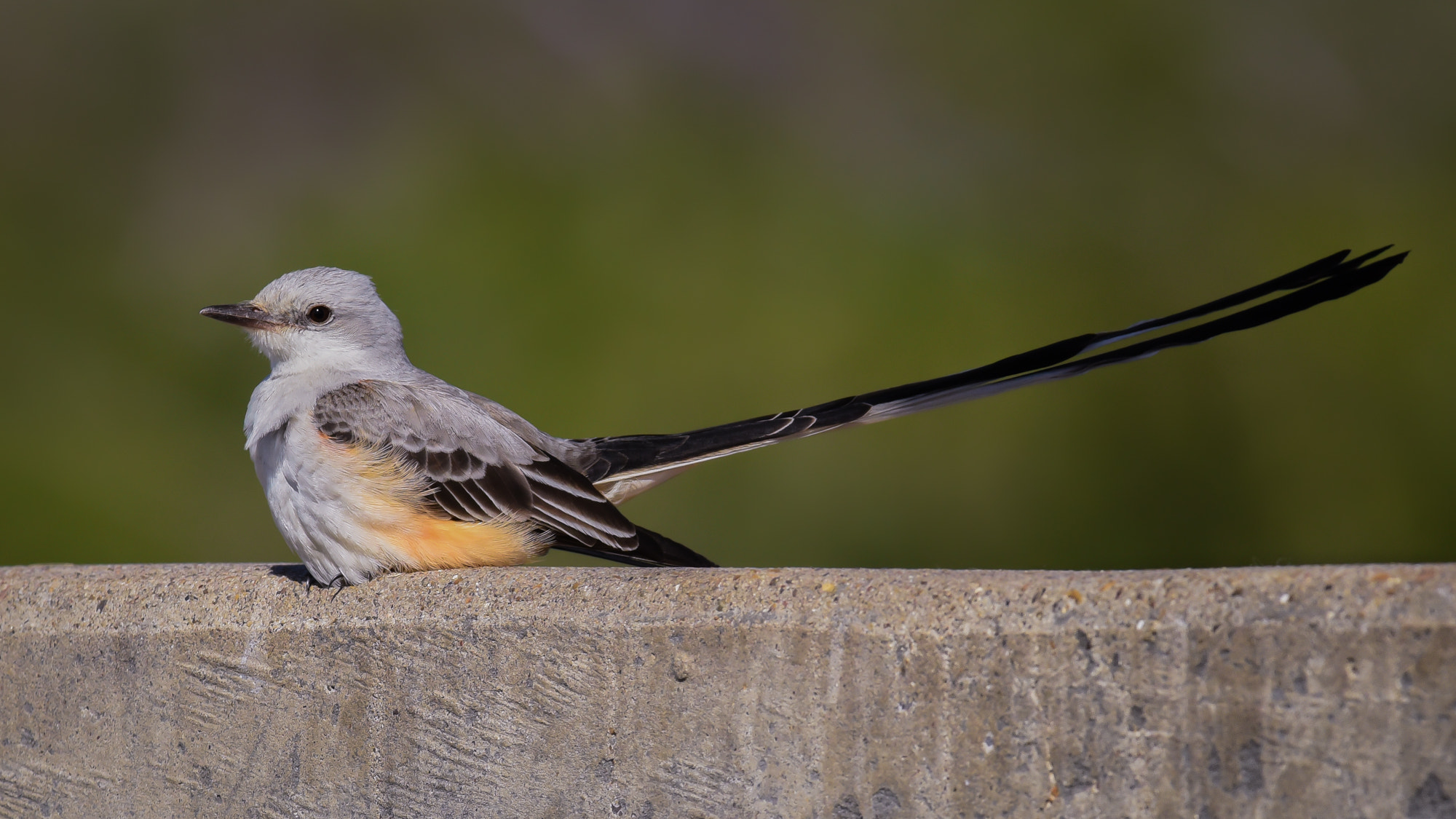 Nikon AF-S Nikkor 300mm F2.8G ED-IF VR sample photo. Scissor-tailed flycatcher photography