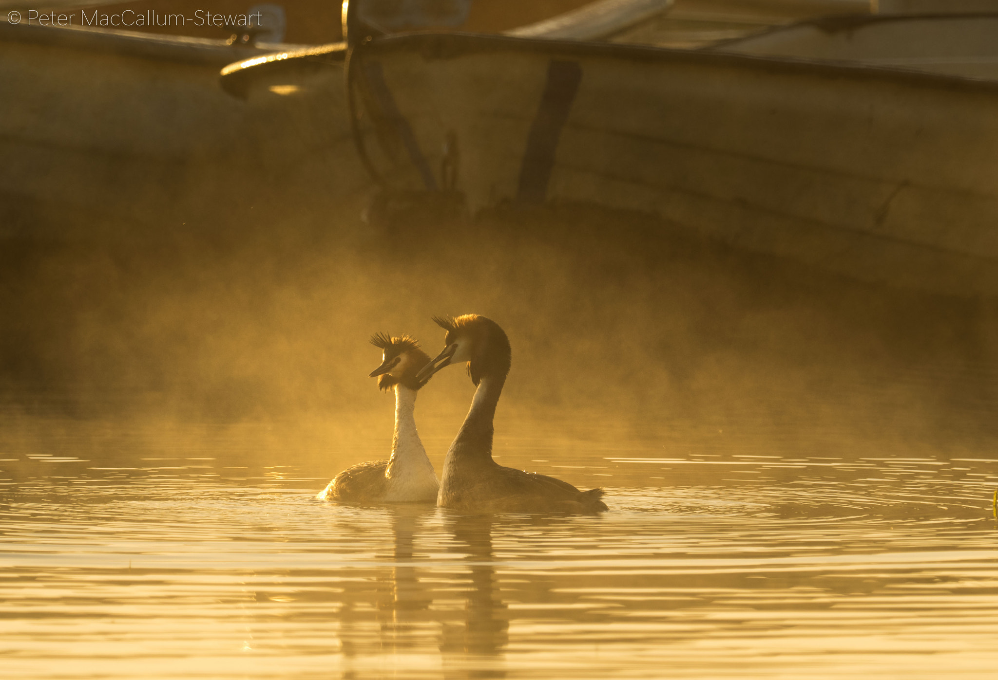 Olympus OM-D E-M1 sample photo. Great crested grebes. arlington reservoir at dawn photography