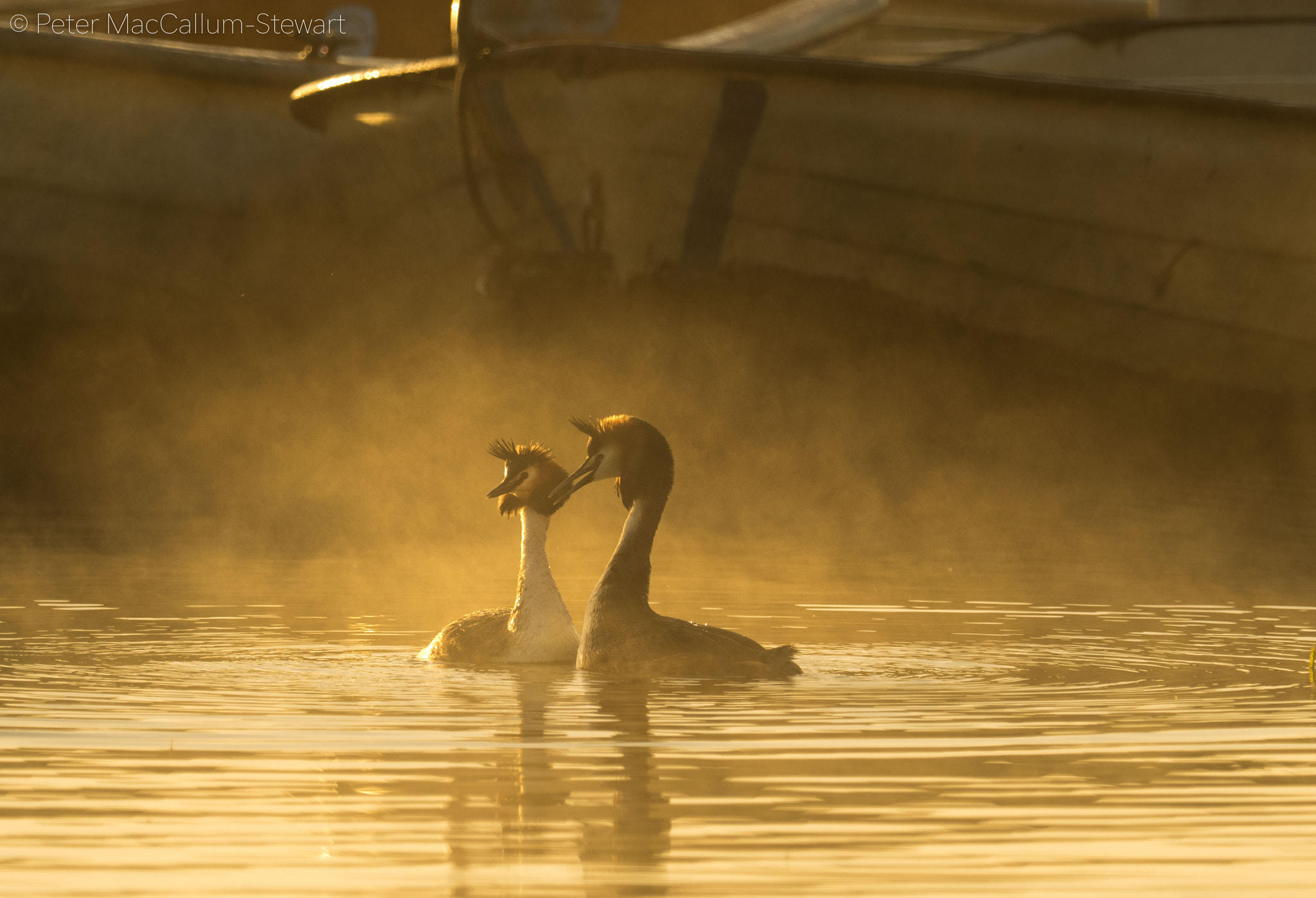 Olympus OM-D E-M1 + M.300mm F4.0 + MC-14 sample photo. Great crested grebes. arlington reservoir at dawn photography