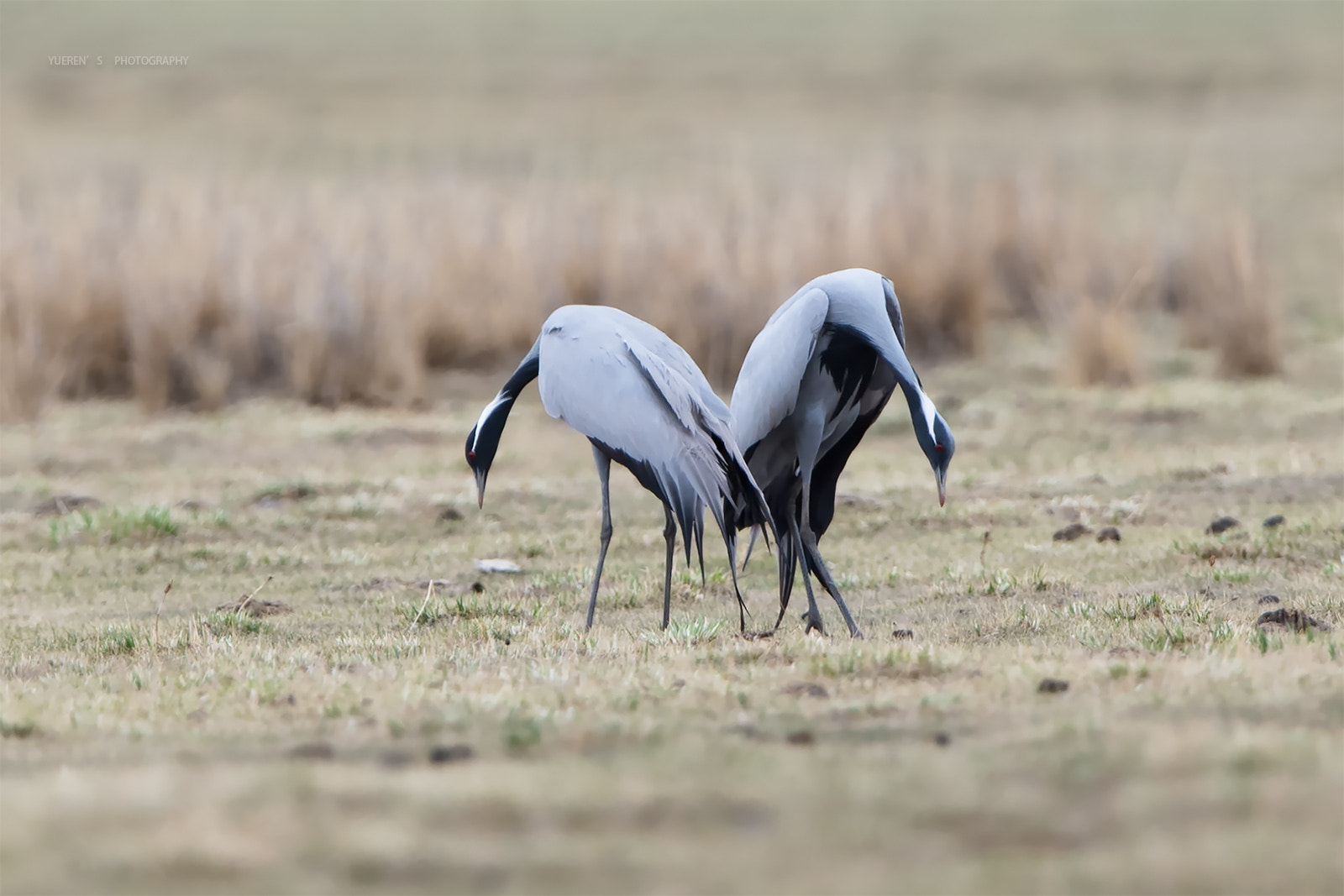 Nikon D5 + Nikon AF-S Nikkor 600mm F4G ED VR sample photo. 蓑羽鹤 求偶 photography