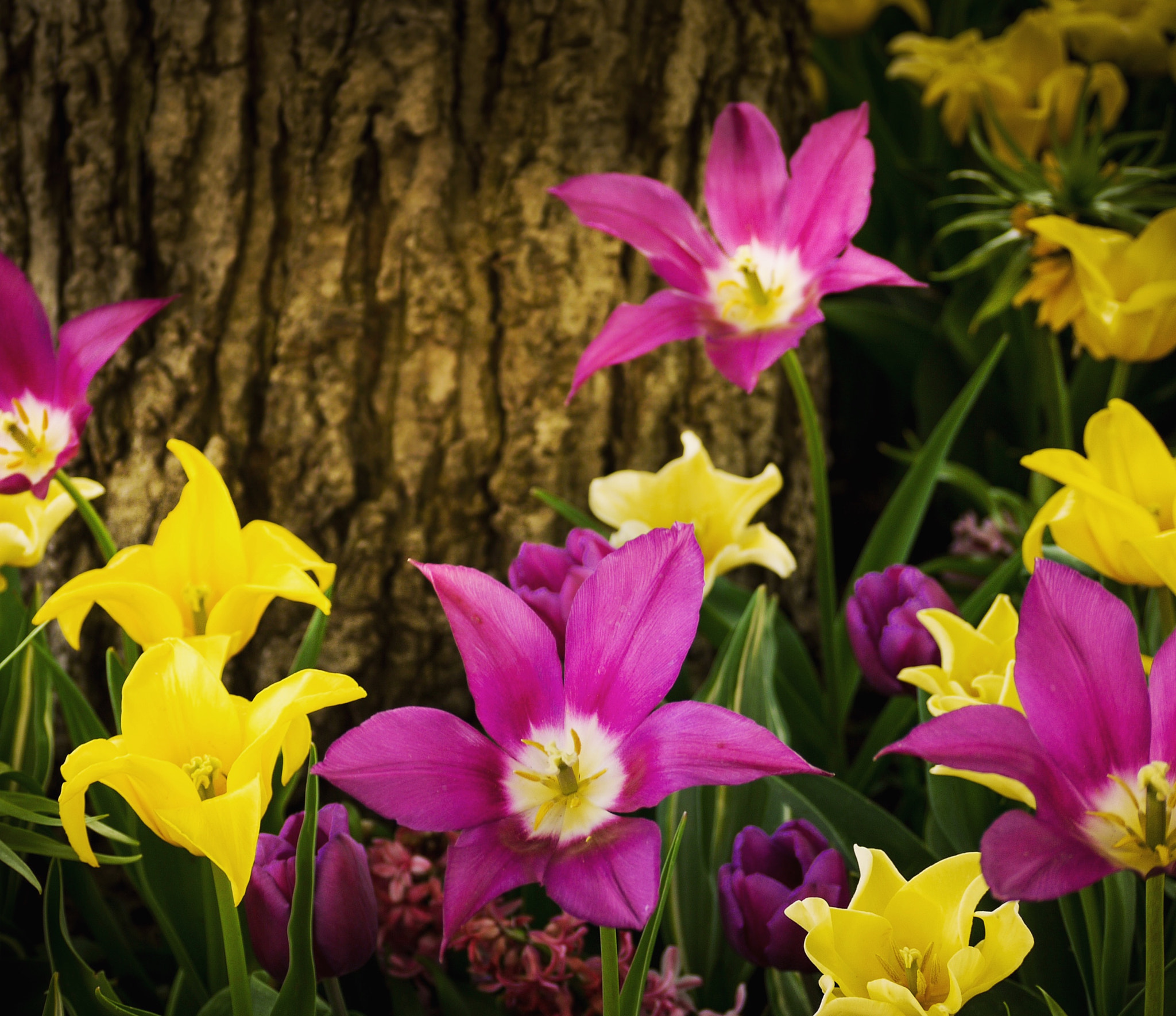 Panasonic Lumix G Vario 45-200mm F4-5.6 OIS sample photo. Complement & compliment photography