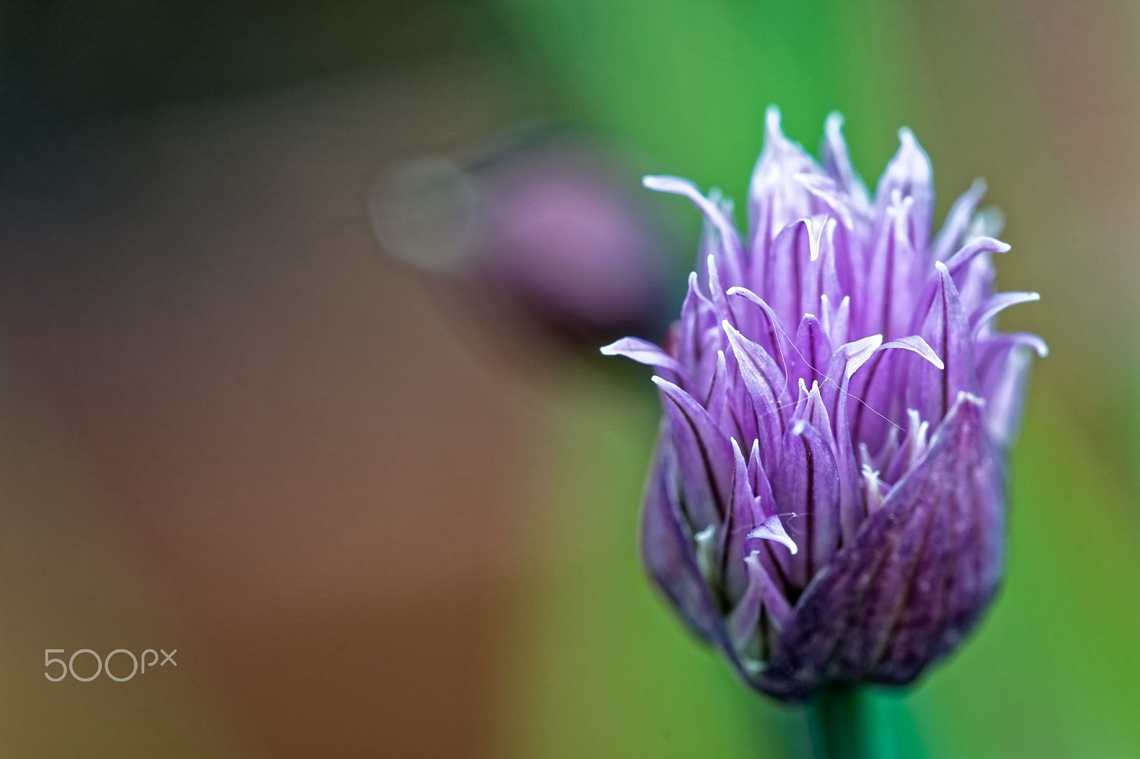 Sony SLT-A99V sample photo. Chive photography