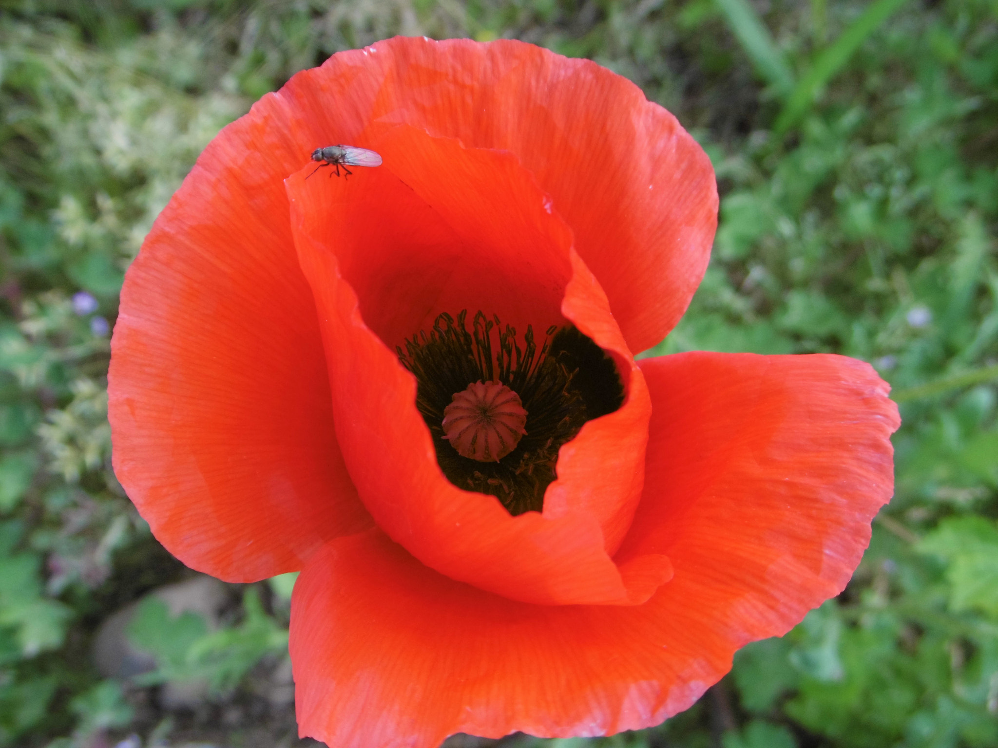 Panasonic DMC-SZ8 sample photo. Poppy photography