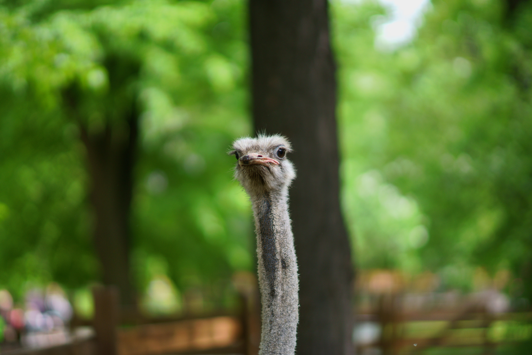 Sony Planar T* 85mm F1.4 ZA sample photo. Птичка! photography