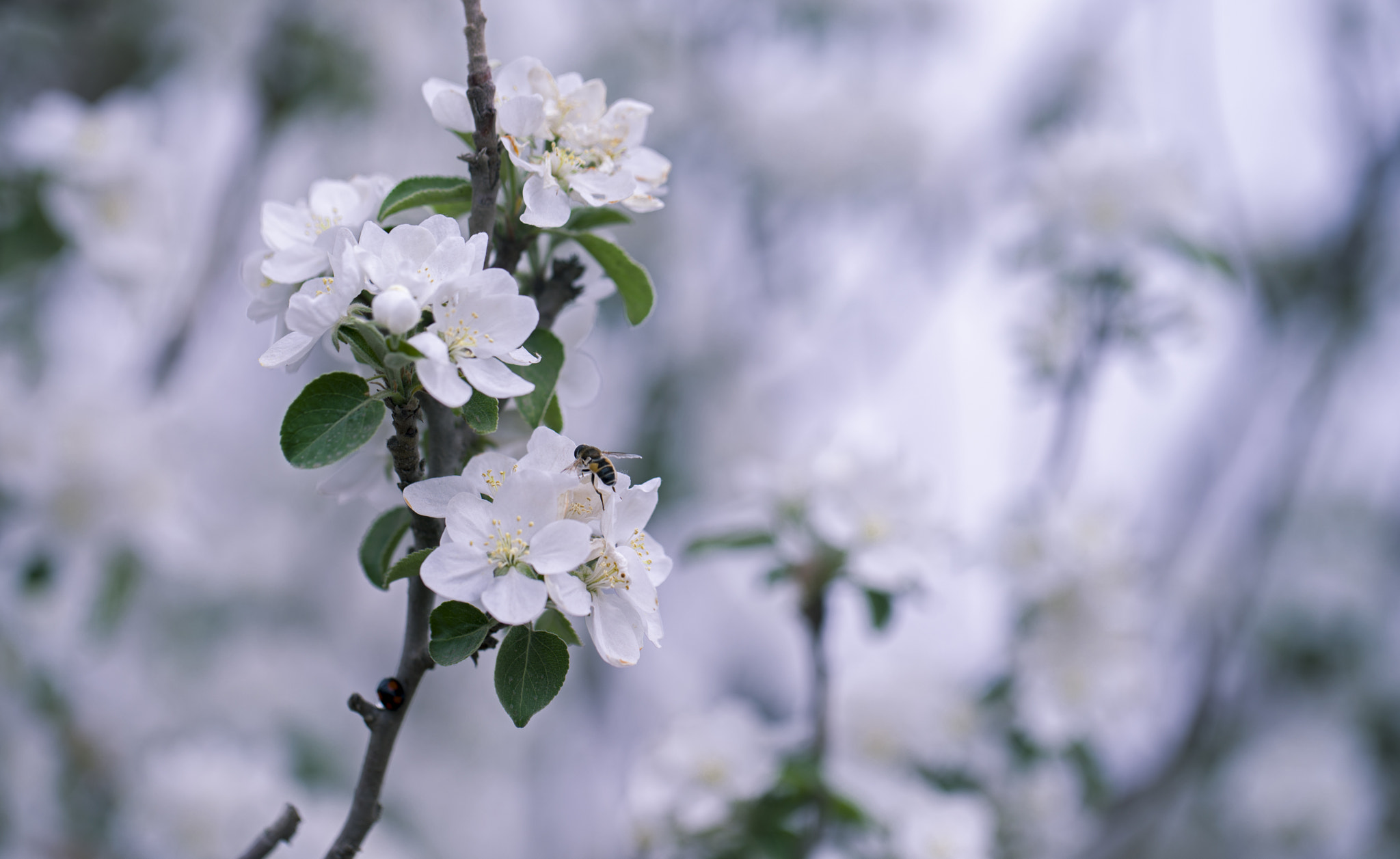 Sony a7R II + Canon EF 100mm F2.8L Macro IS USM sample photo. 海棠花开 photography