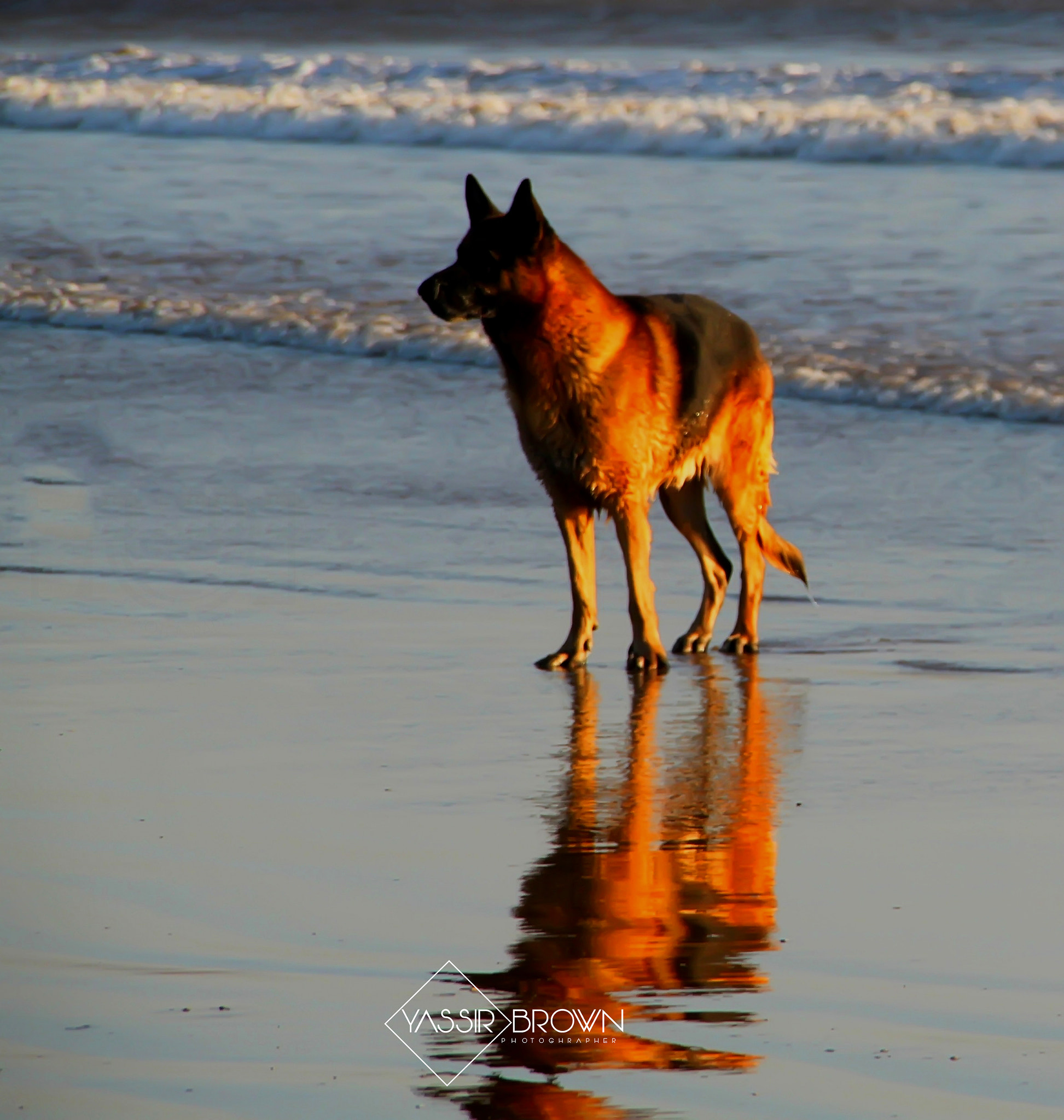 Canon EOS 500D (EOS Rebel T1i / EOS Kiss X3) sample photo. Dog  in  water photography