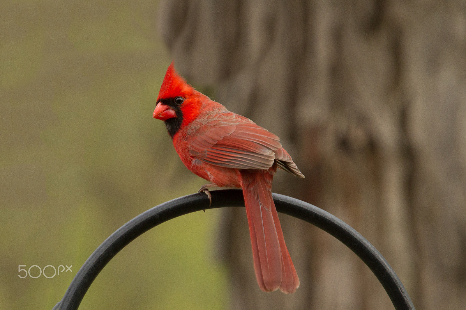 Canon EF 70-200mm F4L IS USM sample photo. Male cardinal photography